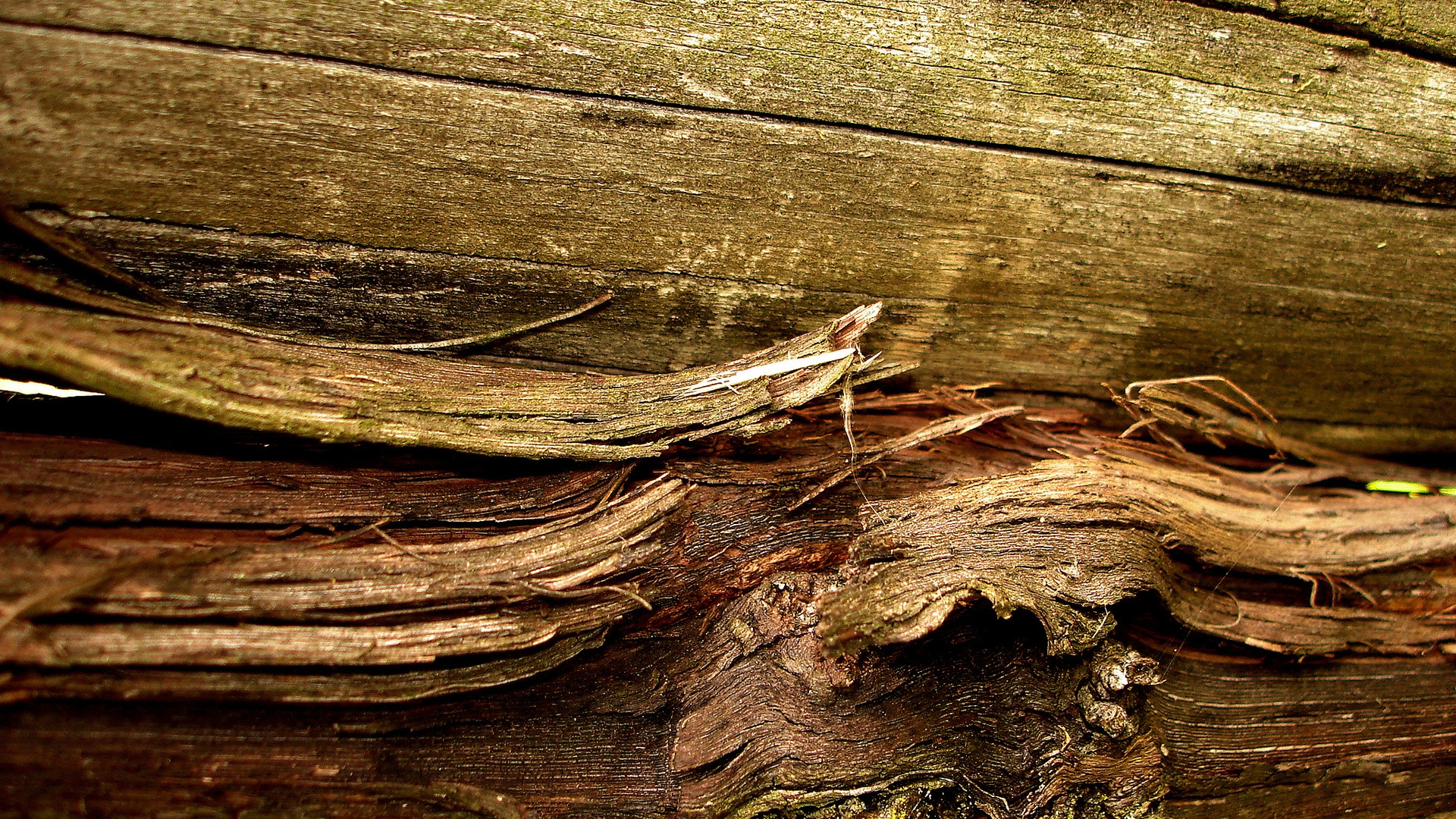 Обои Кора, дерево, стена, текстура, деревянный в разрешении 1920x1080