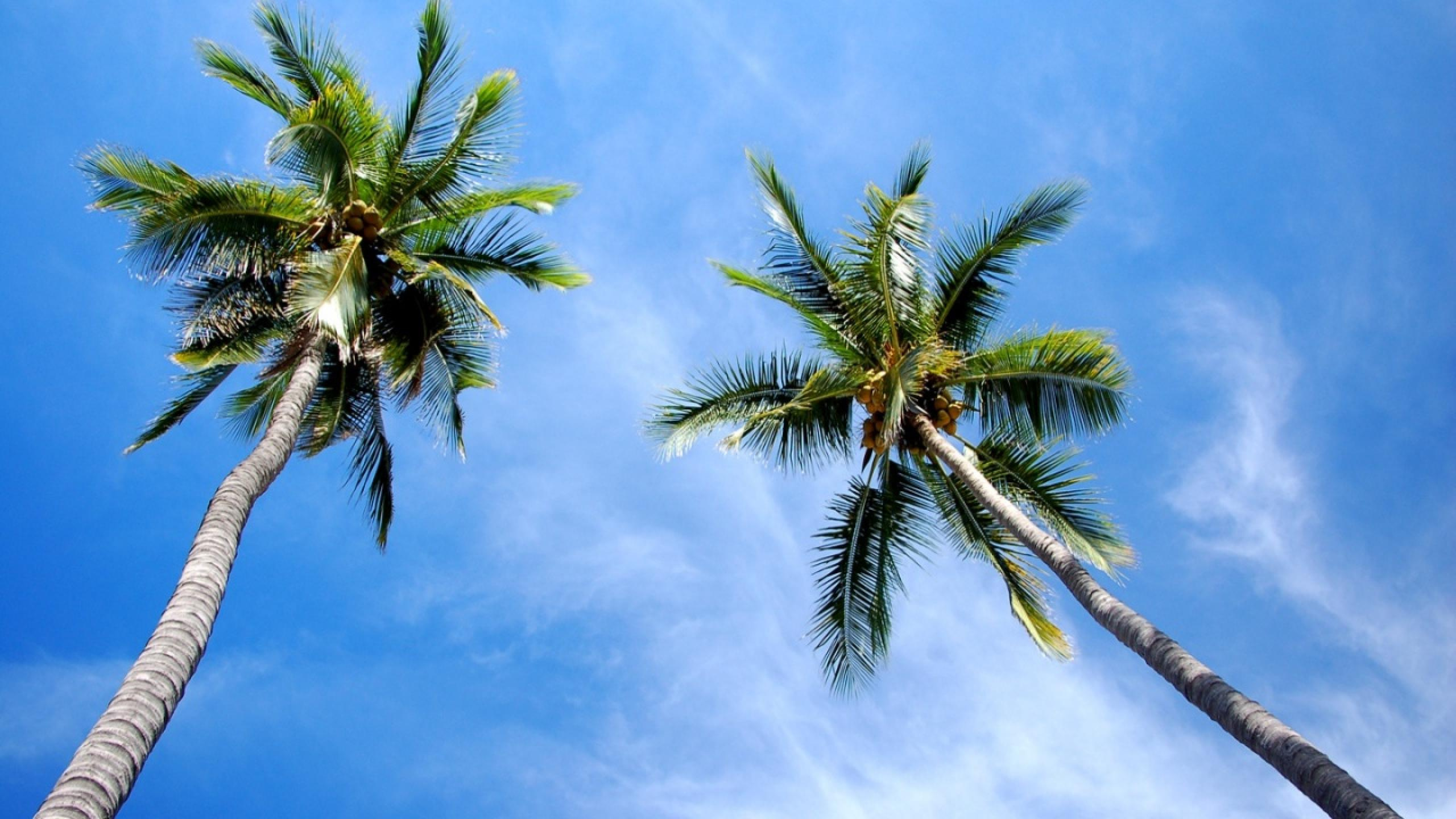 Обои дерево, дневное время, Пальма, растительность, древесные растения в разрешении 2560x1440