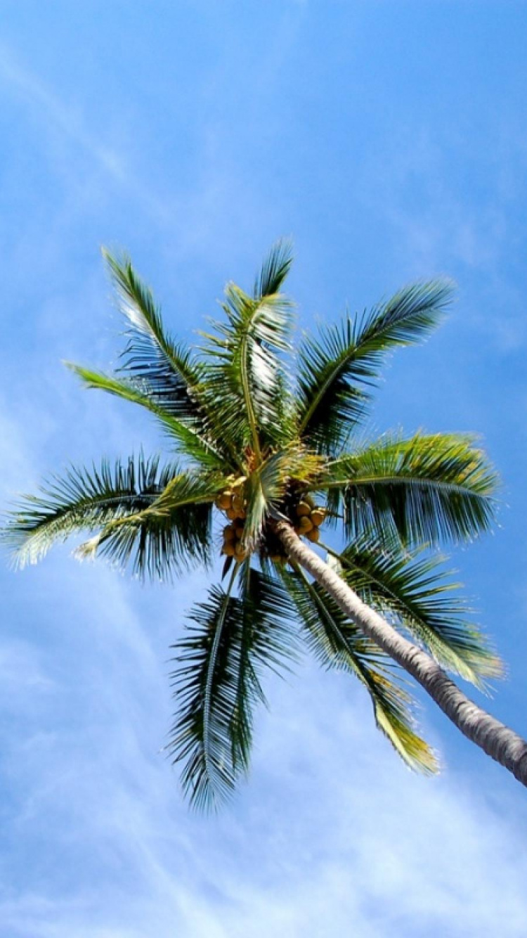 Обои дерево, дневное время, Пальма, растительность, древесные растения в разрешении 750x1334