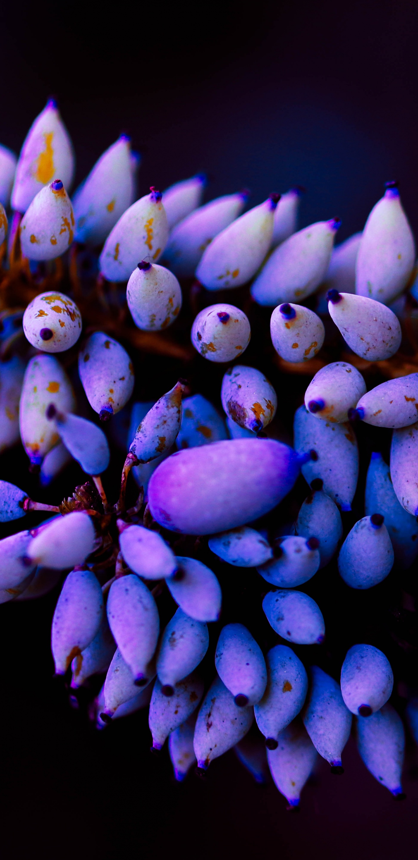 Обои цветок, пурпур, лаванда, Фиолетовый, растение в разрешении 1440x2960