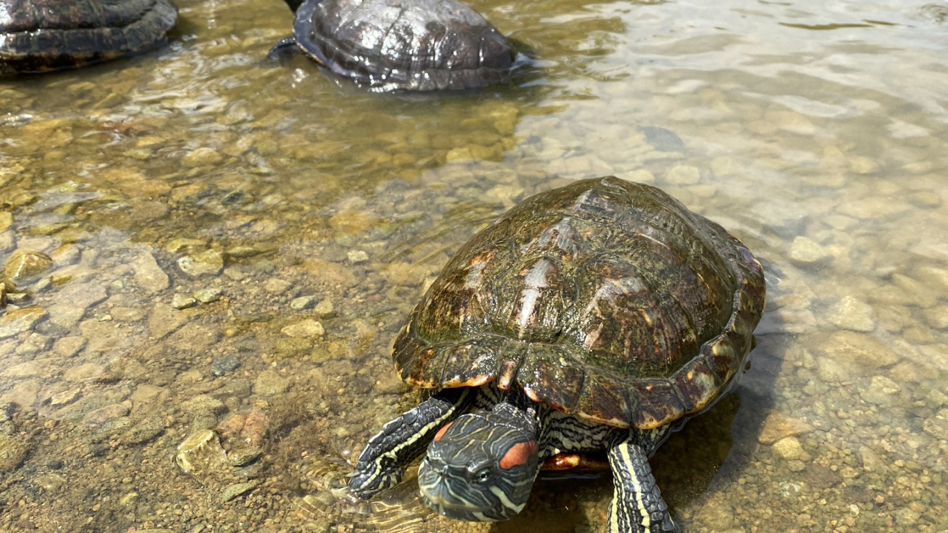 Обои вода, черепаха, продукты животного происхождения, рак, биология в разрешении 1366x768