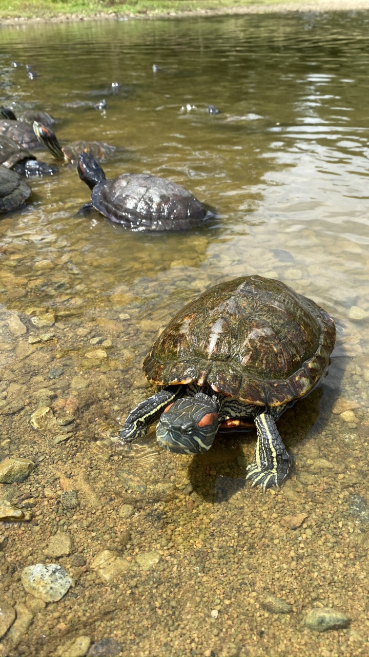 Обои вода, черепаха, продукты животного происхождения, рак, биология в разрешении 720x1280
