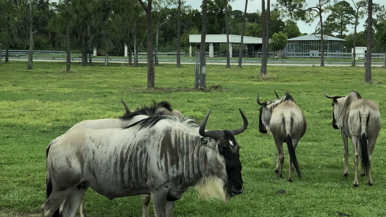Обои живая природа, природный заповедник, наука, дерево, равнина в разрешении 1280x720