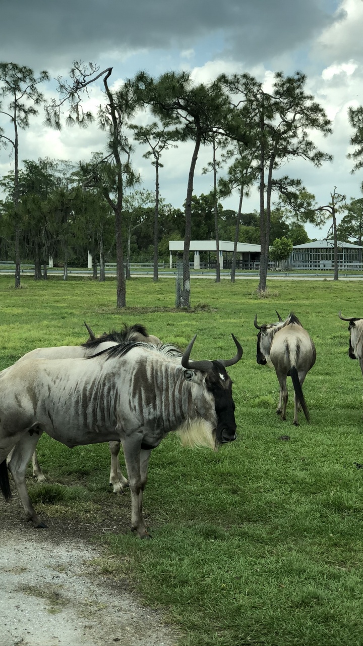 Обои живая природа, природный заповедник, наука, дерево, равнина в разрешении 720x1280