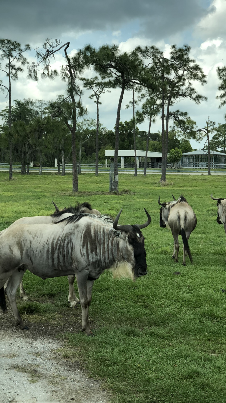 Обои живая природа, природный заповедник, наука, дерево, равнина в разрешении 750x1334
