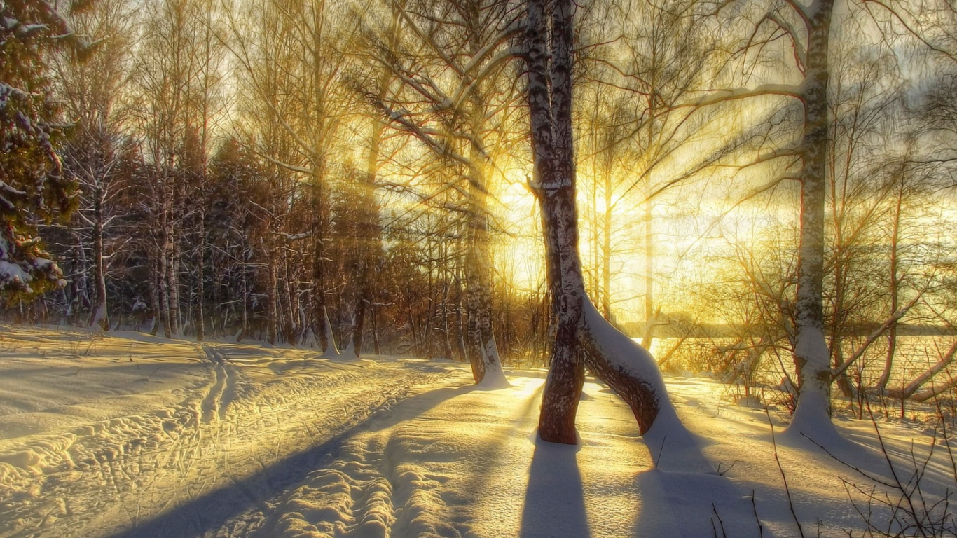 Обои зима, дерево, природа, солнечный свет, свет в разрешении 1366x768