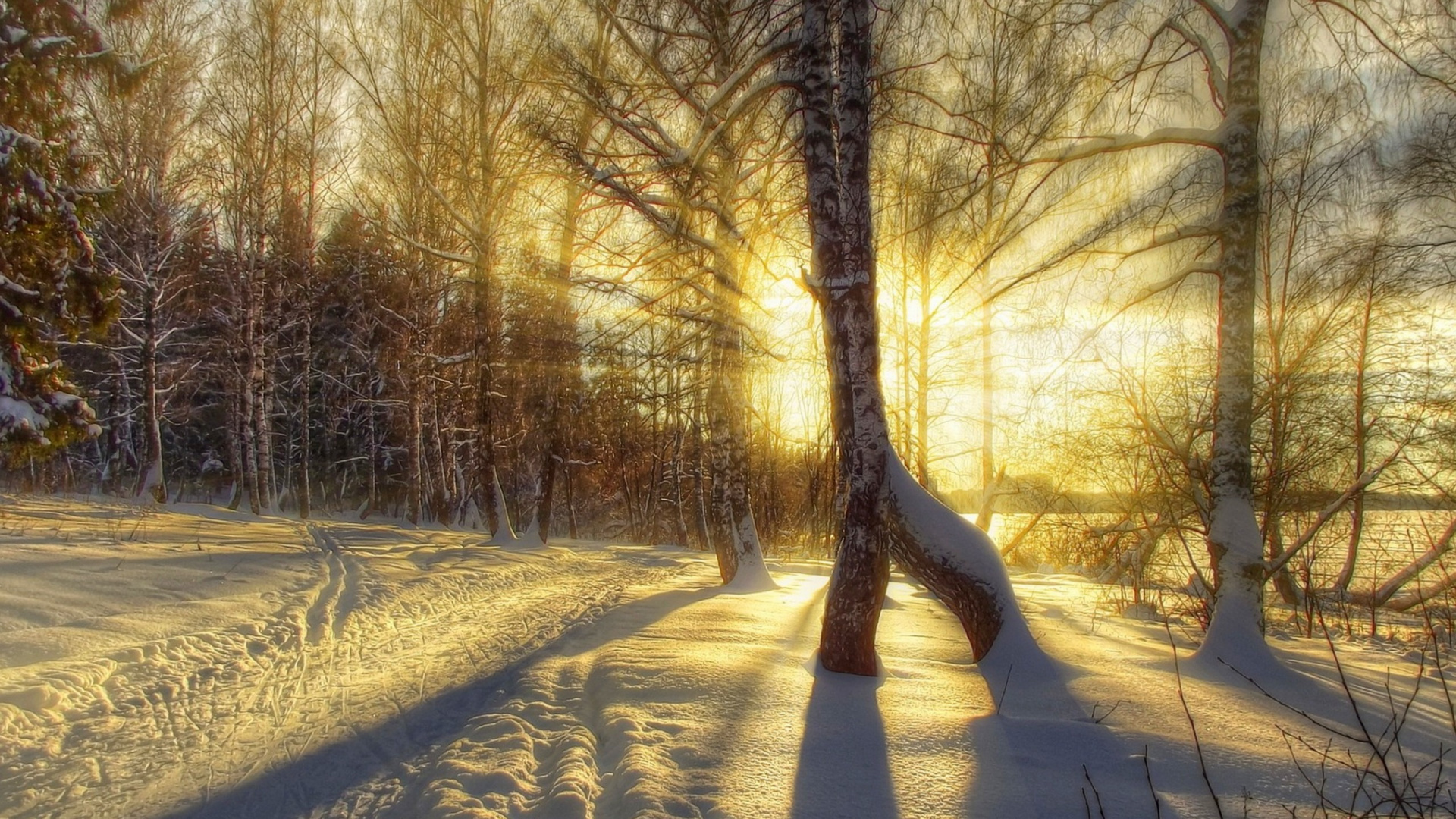 Обои зима, дерево, природа, солнечный свет, свет в разрешении 1920x1080