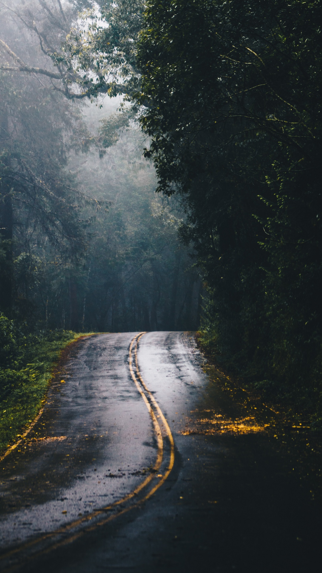 Обои дорога в лесу, дорога, лес, магистраль, растение в разрешении 1080x1920