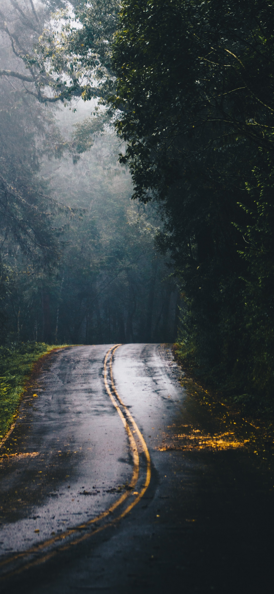 Обои дорога в лесу, дорога, лес, магистраль, растение в разрешении 1125x2436