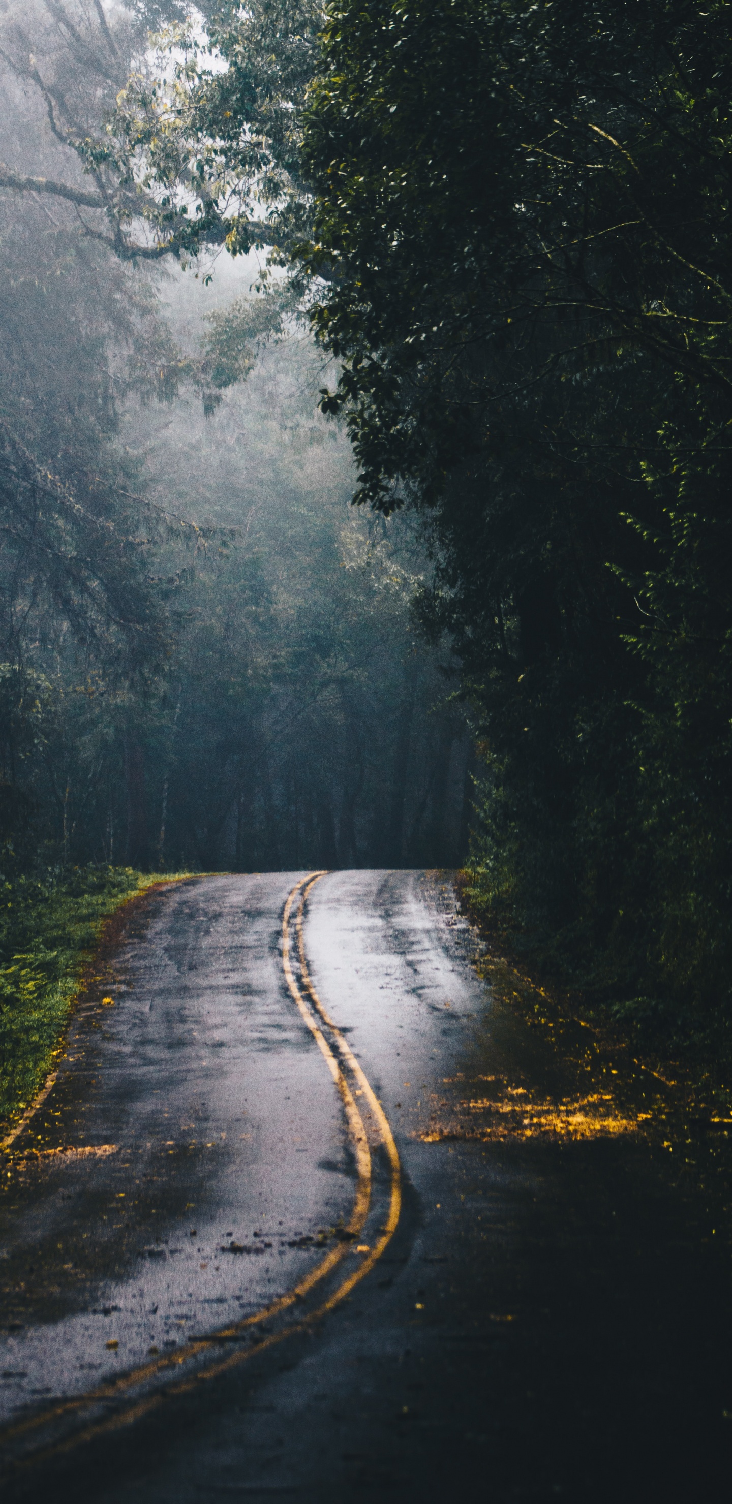 Обои дорога в лесу, дорога, лес, магистраль, растение в разрешении 1440x2960