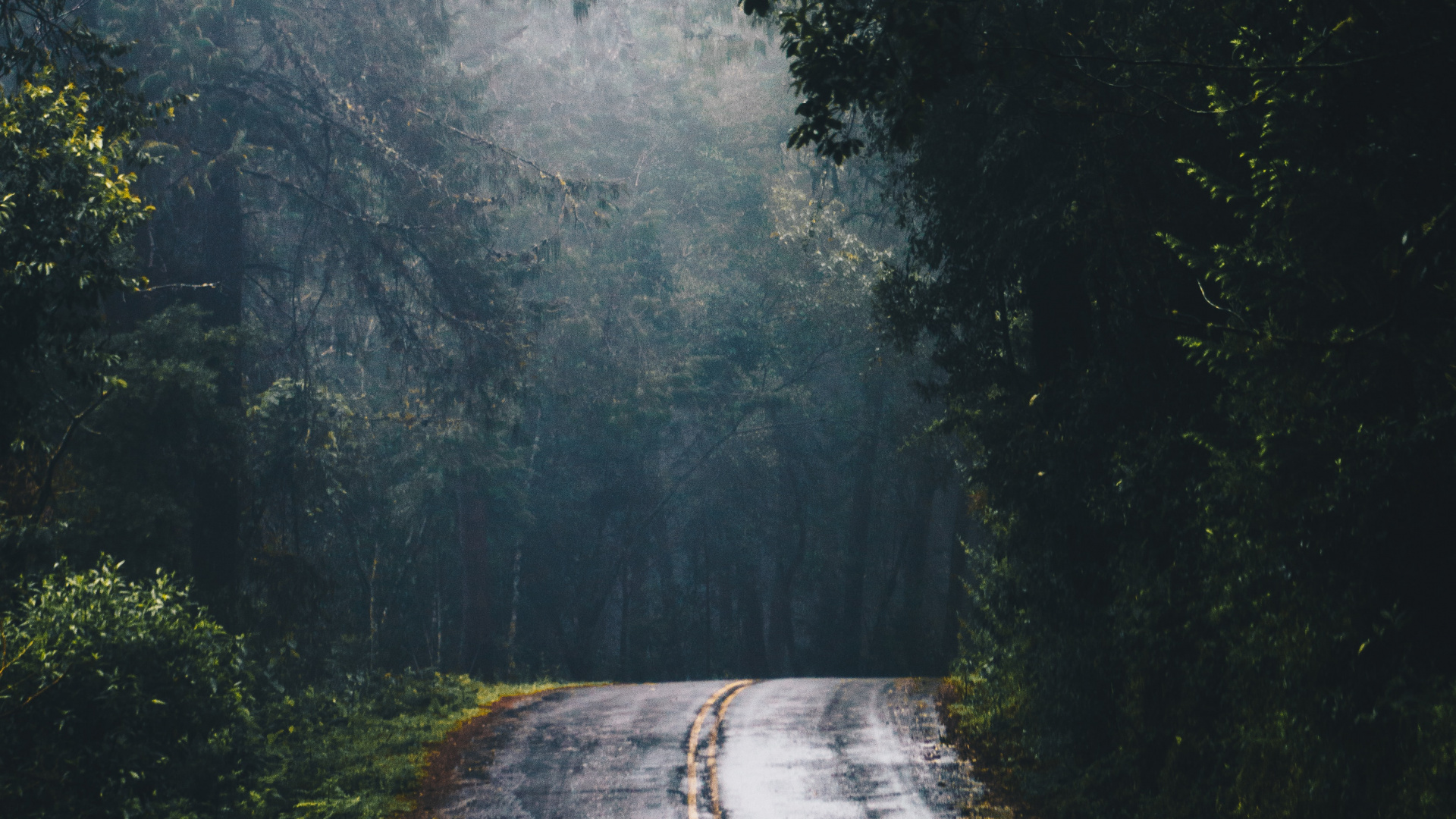 Обои дорога в лесу, дорога, лес, магистраль, растение в разрешении 1920x1080