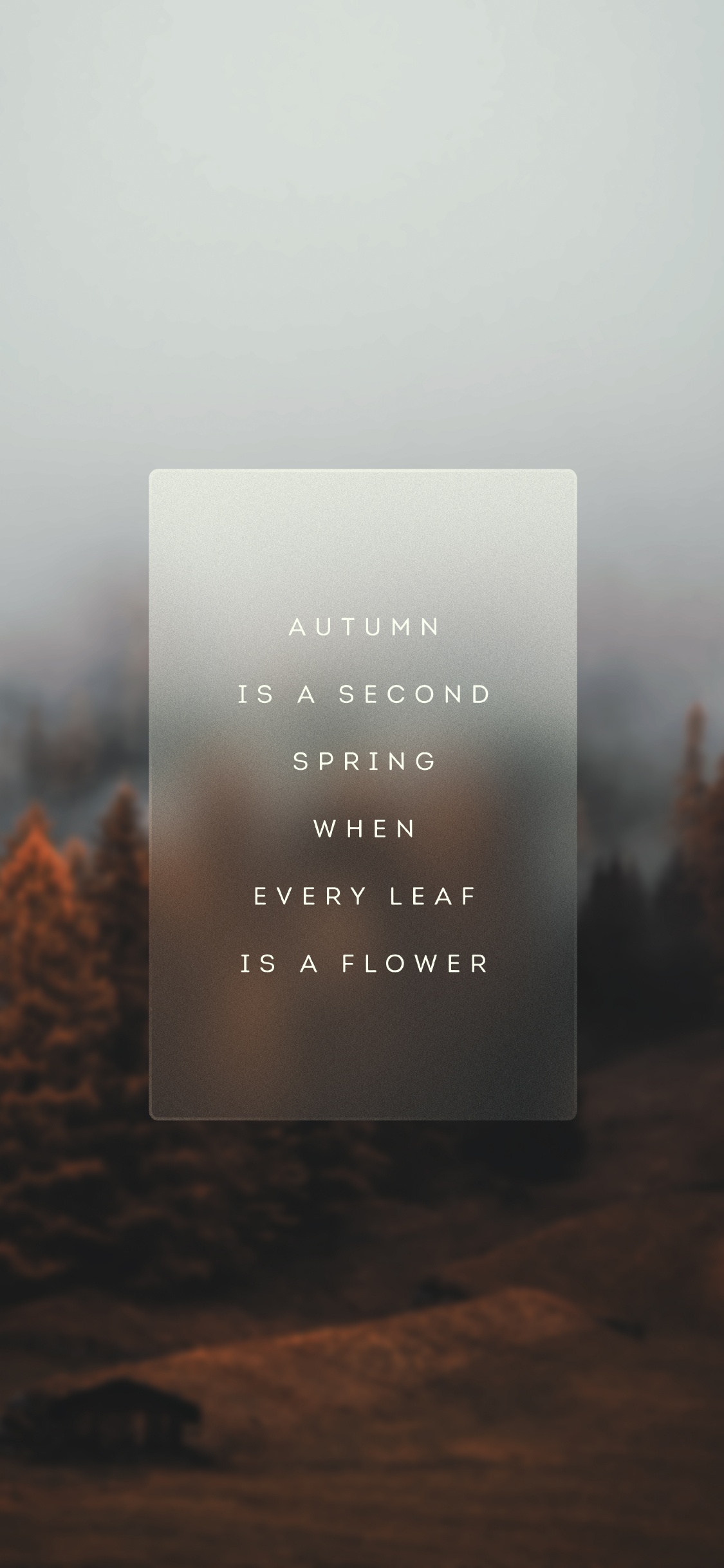 Обои утро, атмосфера, лист, дерево, пейзаж в разрешении 1125x2436