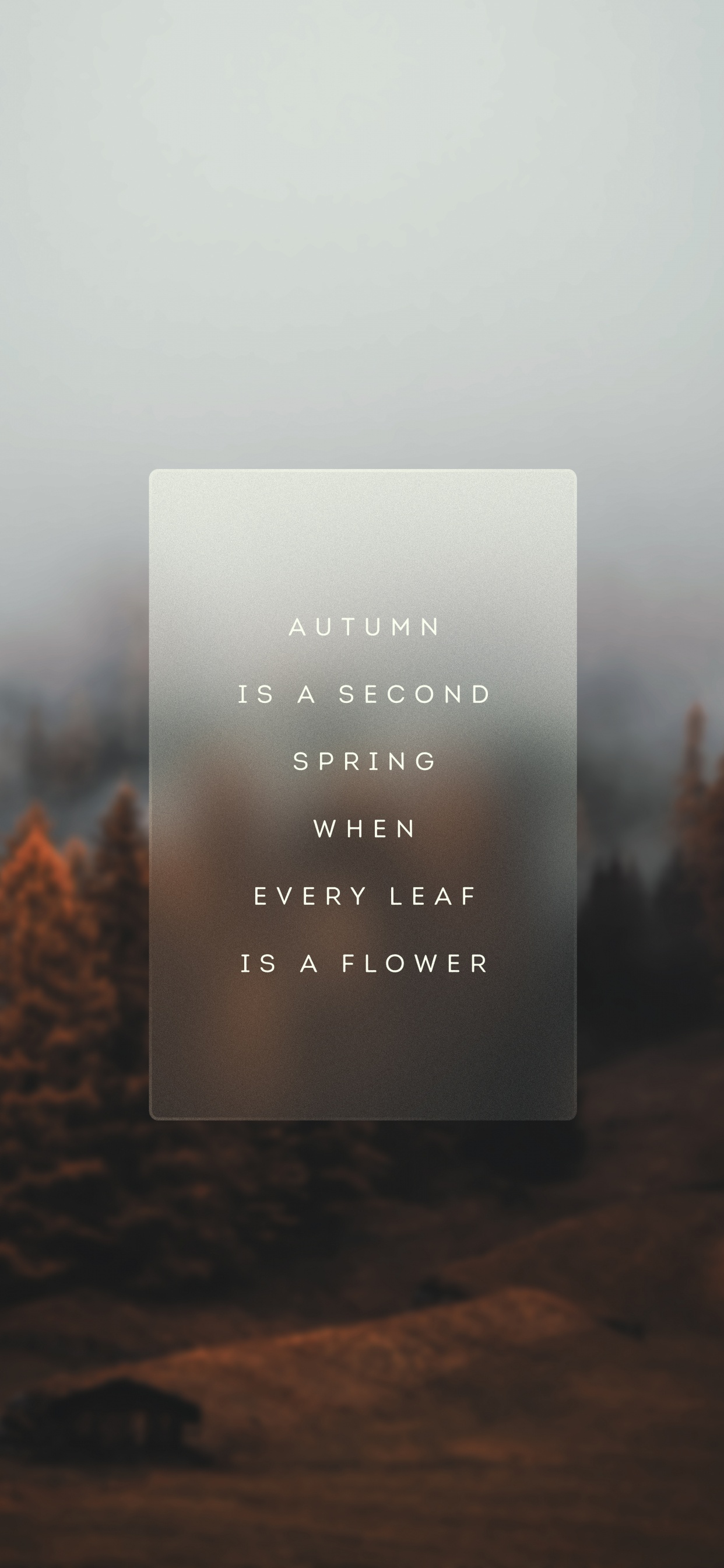 Обои утро, атмосфера, лист, дерево, пейзаж в разрешении 1242x2688