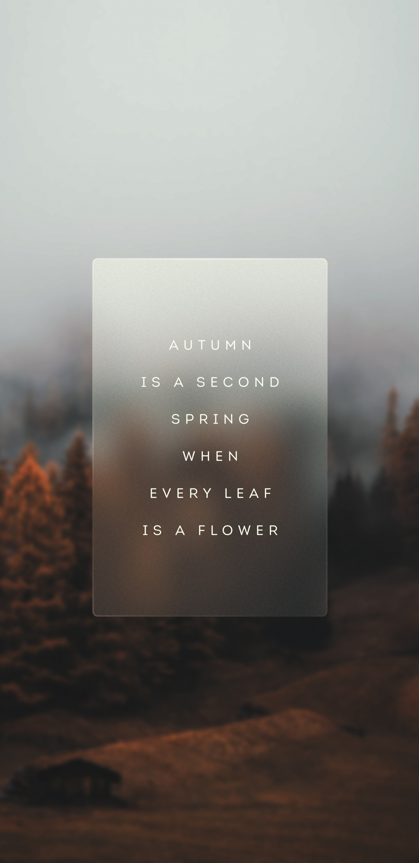 Обои утро, атмосфера, лист, дерево, пейзаж в разрешении 1440x2960