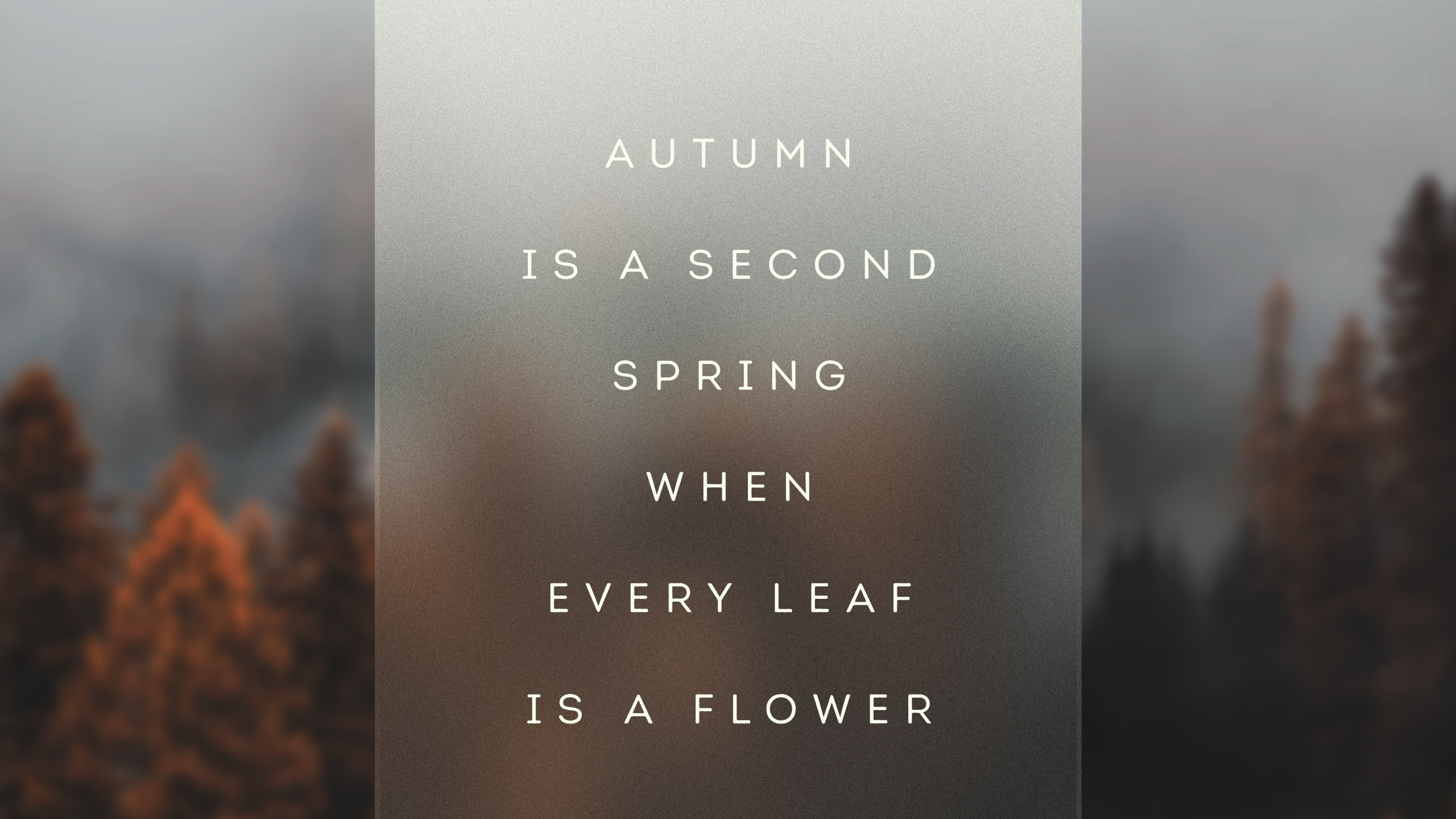 Обои утро, атмосфера, лист, дерево, пейзаж в разрешении 2560x1440