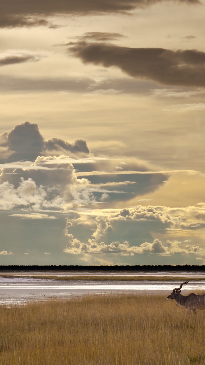 Обои национальный парк этоша, Южная Африка, Национальный Парк Кафуэ, пустыня Намиб, национальный парк в разрешении 720x1280