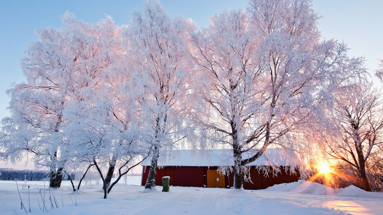 Обои снег, зима, дерево, мороз, замораживание в разрешении 1280x720