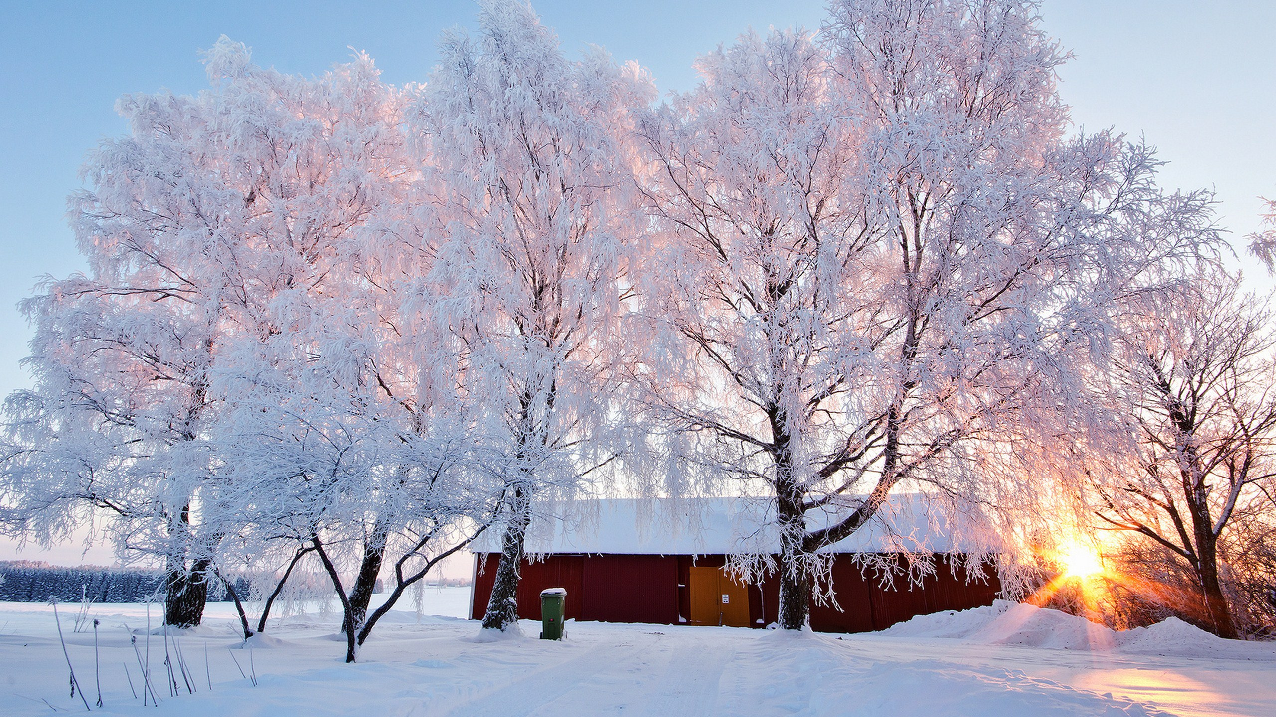 Обои снег, зима, дерево, мороз, замораживание в разрешении 2560x1440