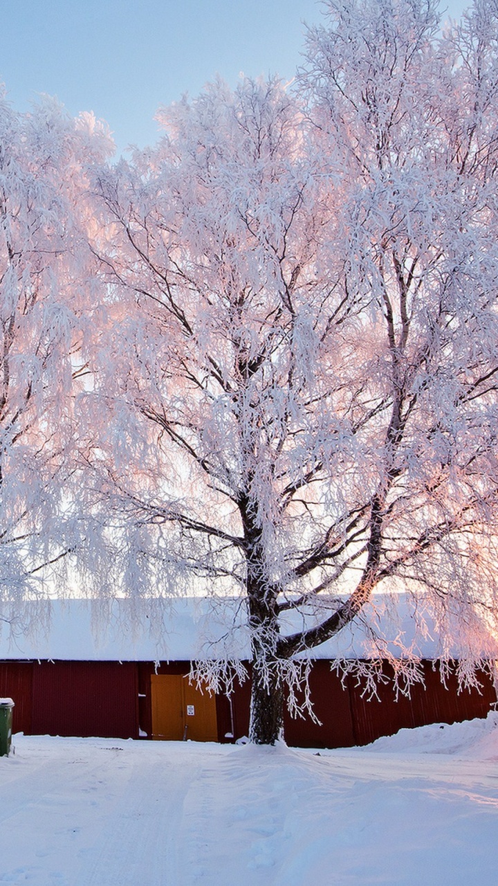 Обои снег, зима, дерево, мороз, замораживание в разрешении 720x1280