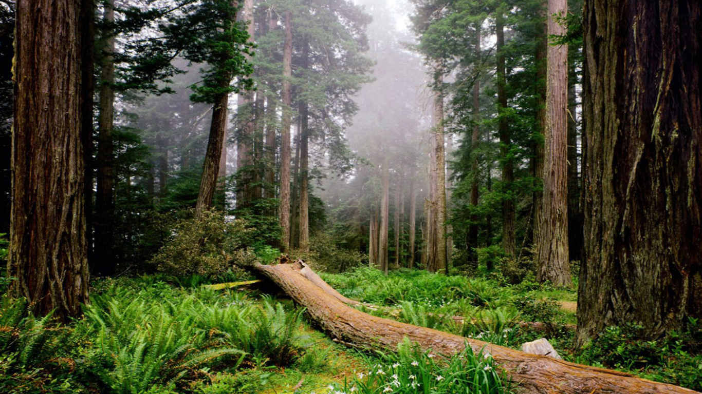 Обои национальный парк Редвуд, секвойи, парк, национальный парк, лес в разрешении 1366x768