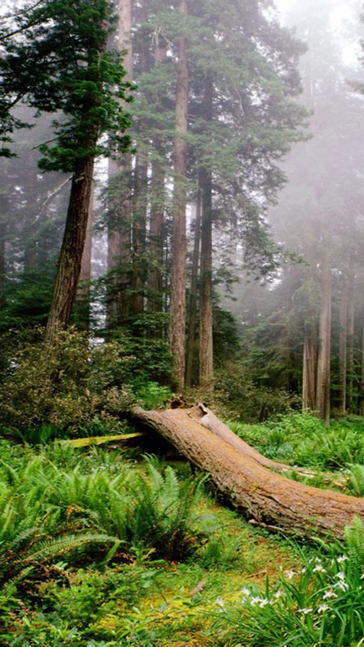 Обои национальный парк Редвуд, секвойи, парк, национальный парк, лес в разрешении 720x1280