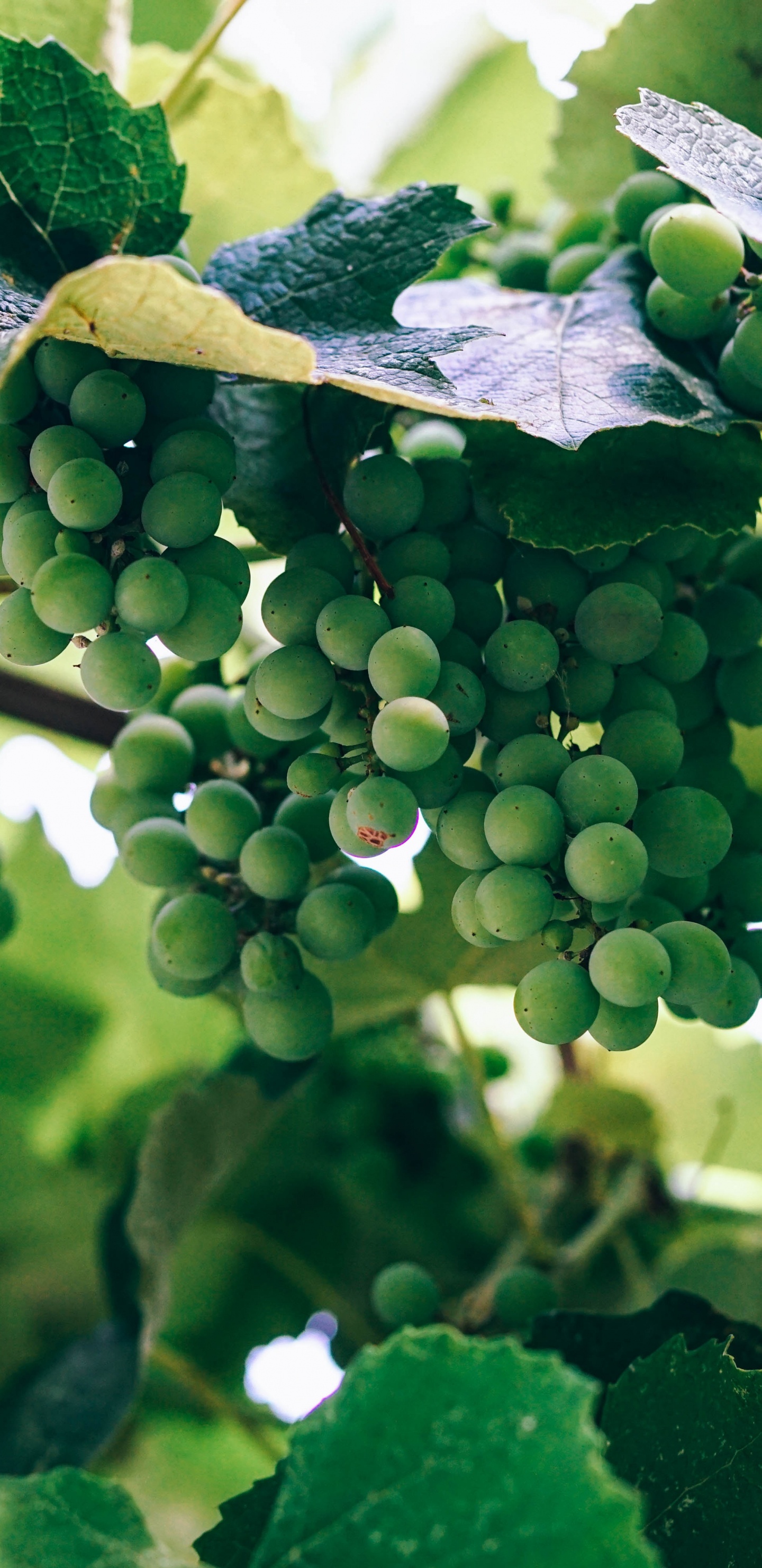 Обои вино, виноградник, растение, лист, цветок в разрешении 1440x2960