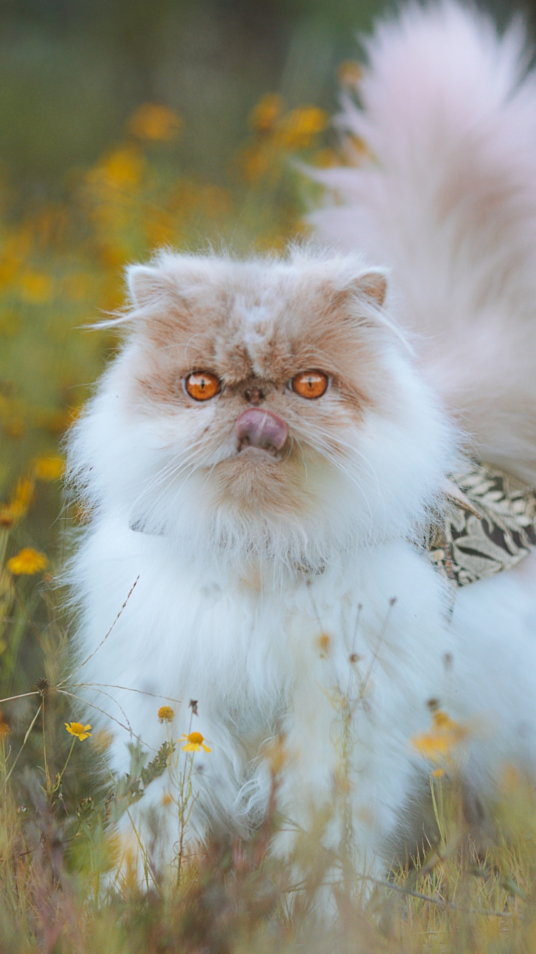 Обои персиянка, кот, растение, глаз, кошачьих в разрешении 1080x1920