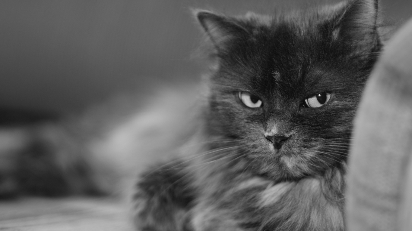 Обои морда, биколор кошка, черный и белый, черно белое, рыло в разрешении 1366x768