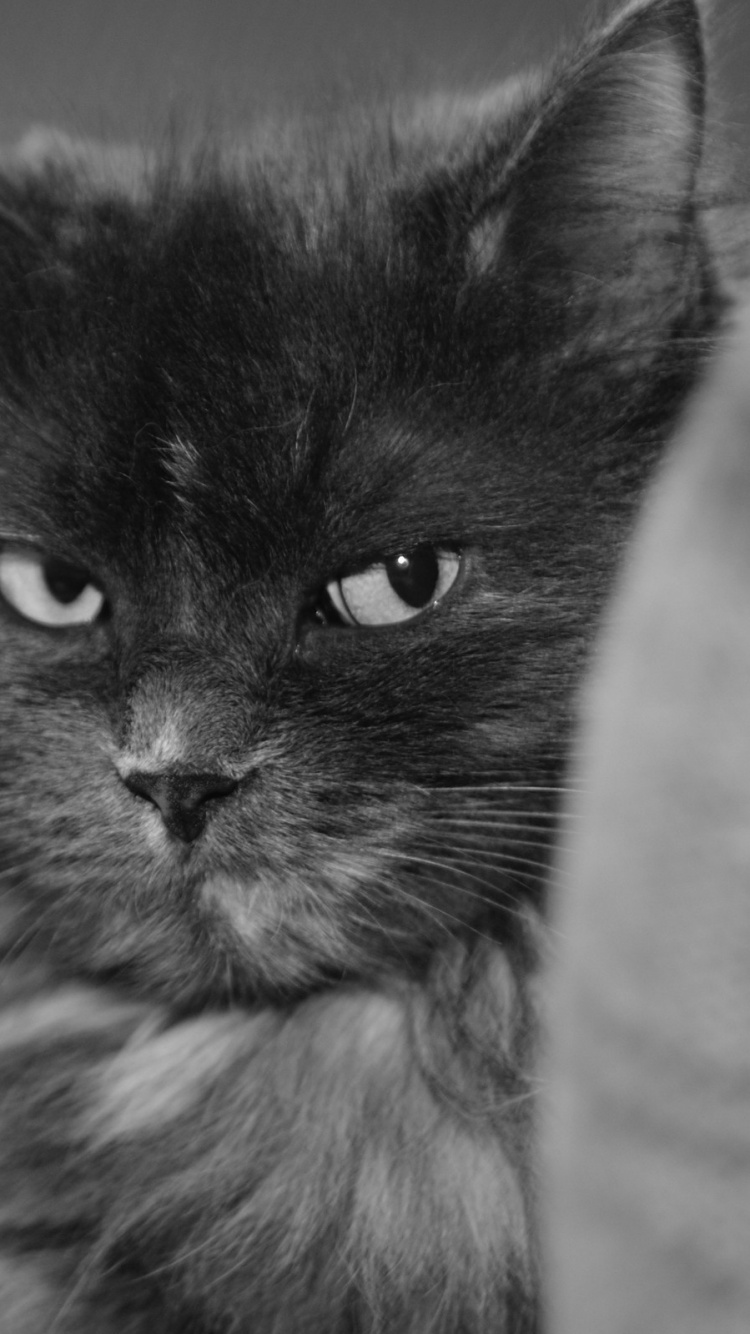 Обои морда, биколор кошка, черный и белый, черно белое, рыло в разрешении 750x1334