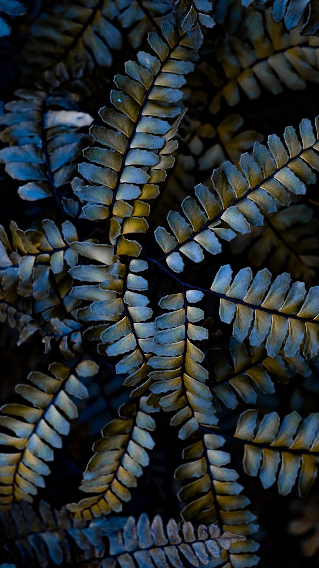 Обои растение, завод, узор, крупный план, наземное растение в разрешении 1080x1920