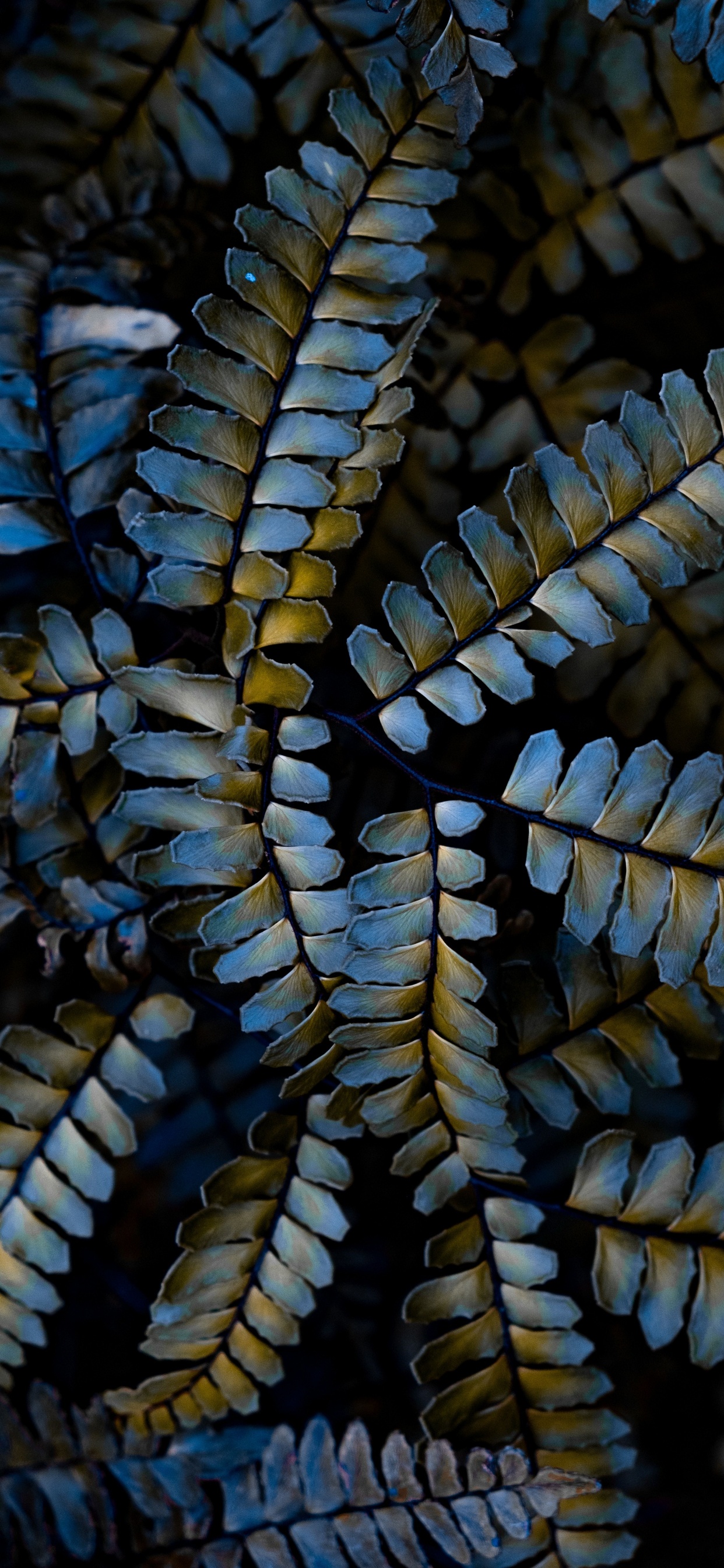 Обои растение, завод, узор, крупный план, наземное растение в разрешении 1242x2688