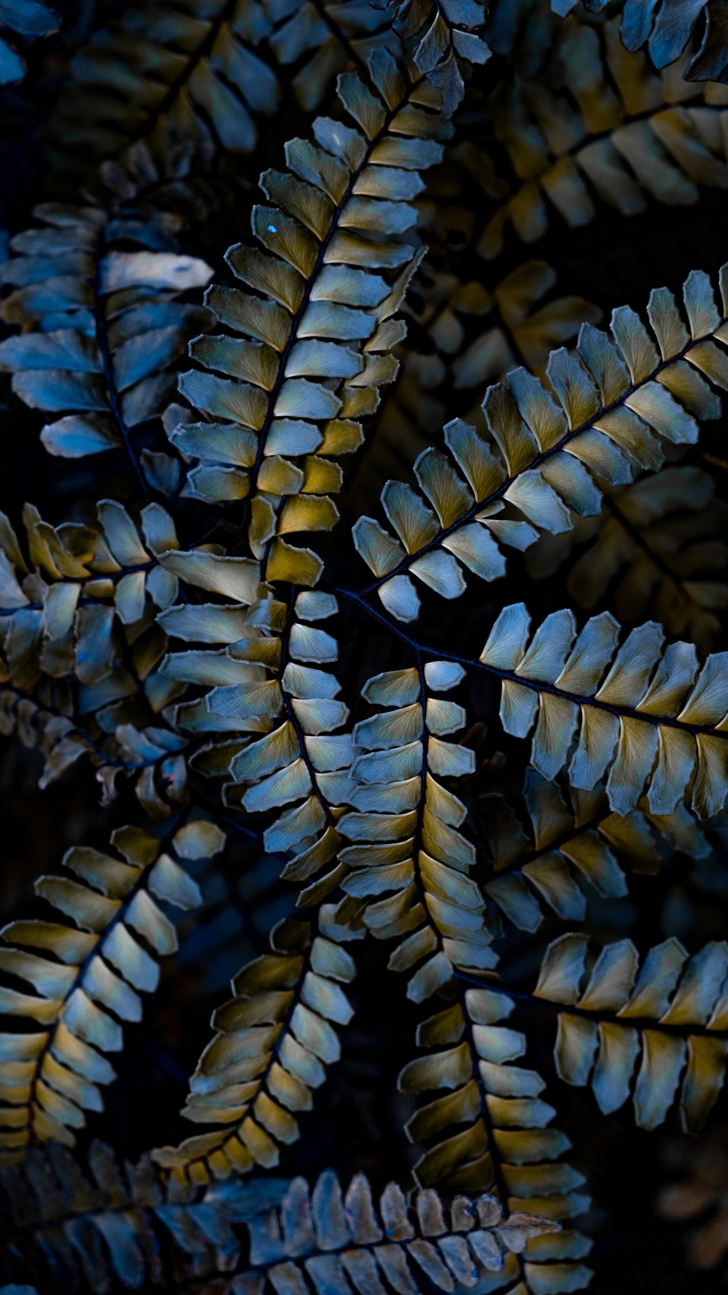 Обои растение, завод, узор, крупный план, наземное растение в разрешении 1440x2560