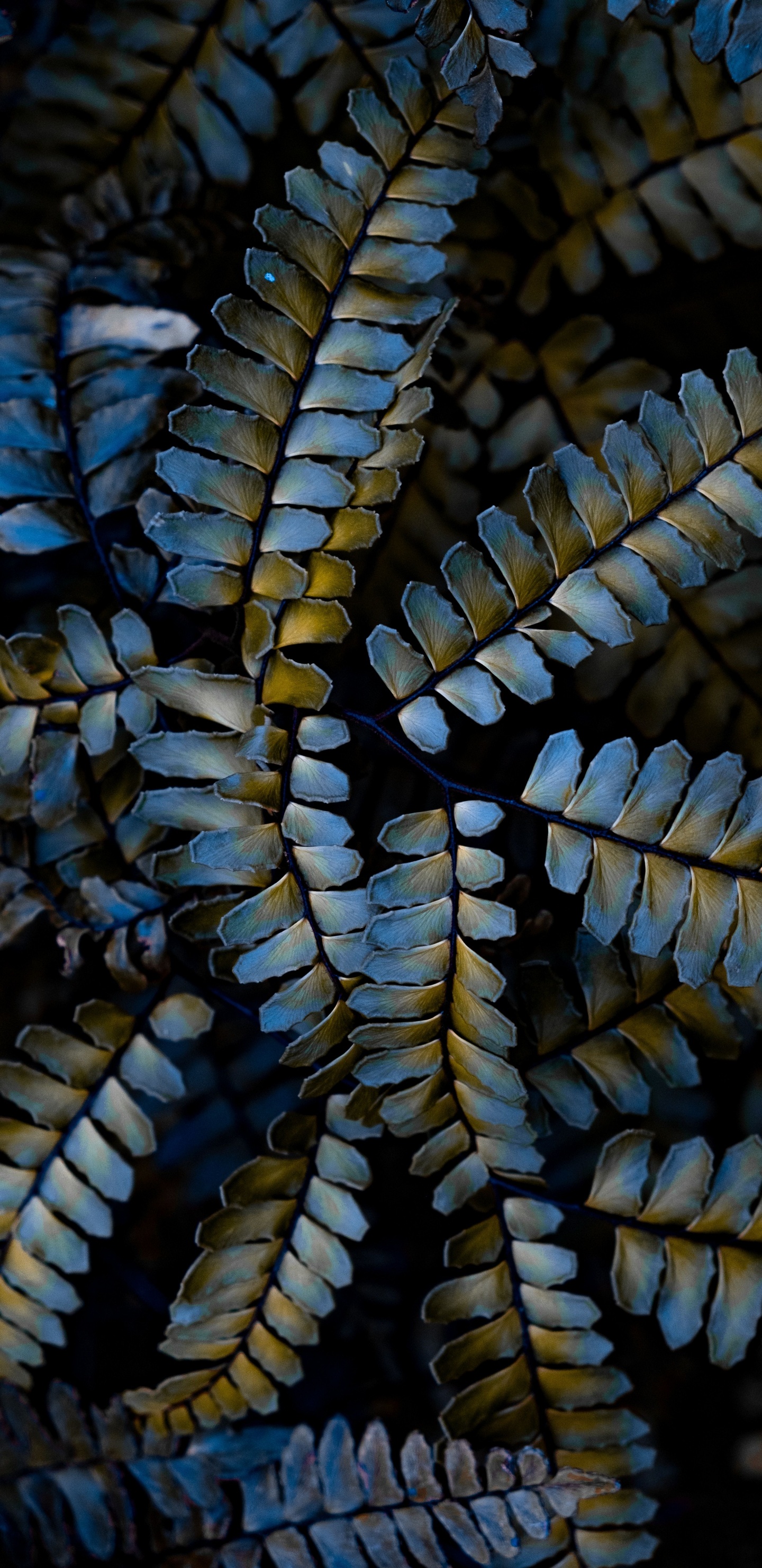 Обои растение, завод, узор, крупный план, наземное растение в разрешении 1440x2960