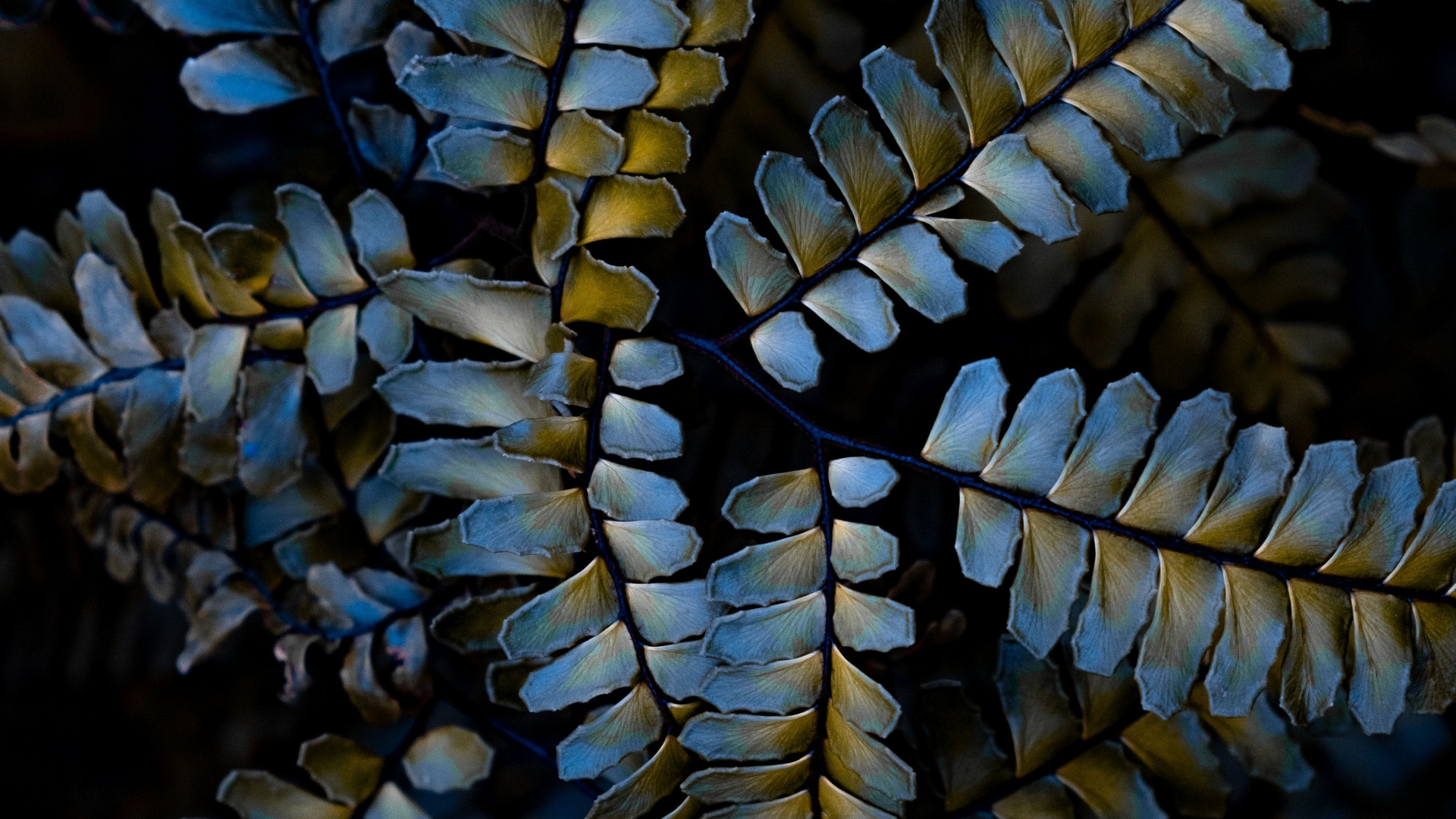 Обои растение, завод, узор, крупный план, наземное растение в разрешении 1920x1080