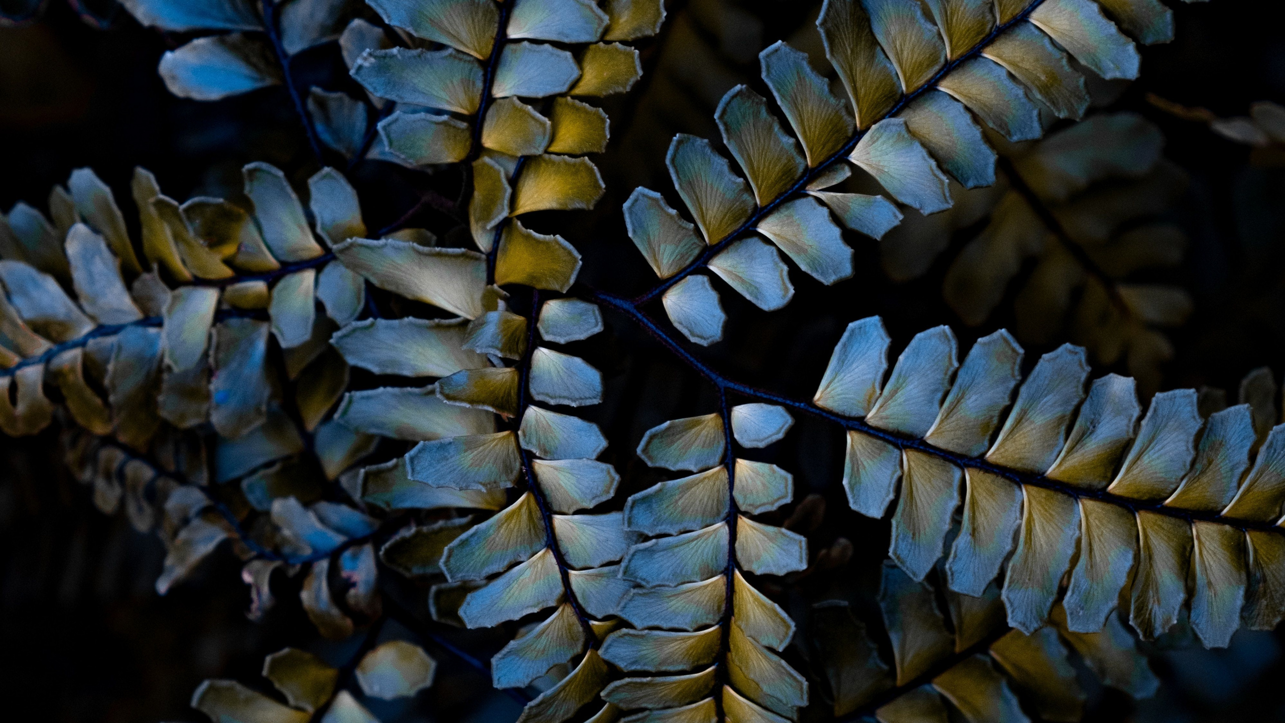 Обои растение, завод, узор, крупный план, наземное растение в разрешении 2560x1440