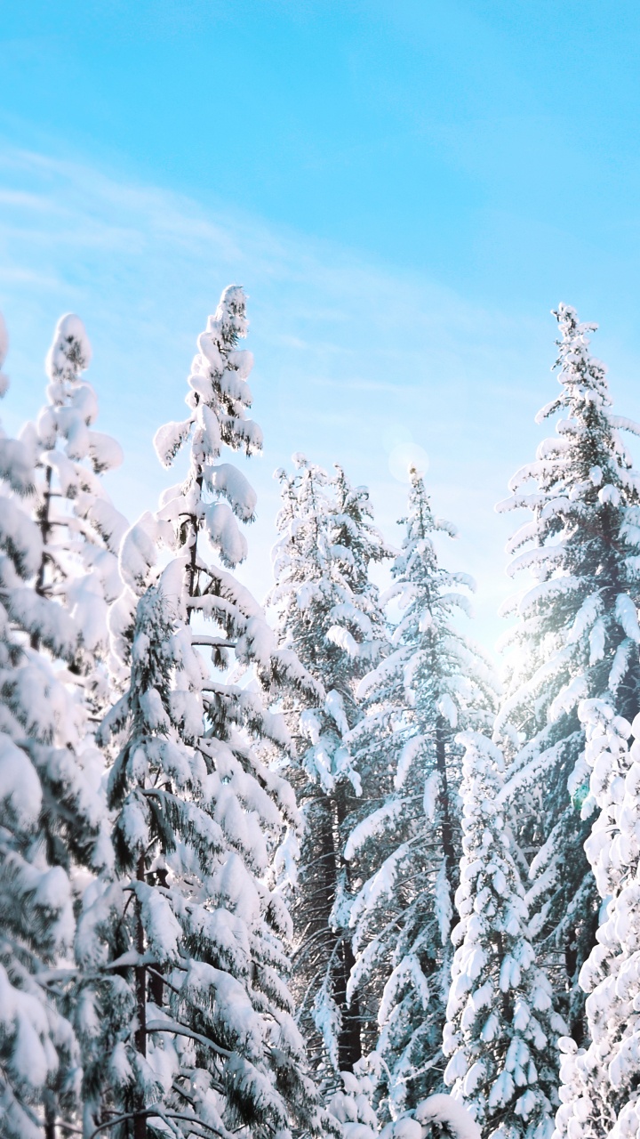 Обои снег, дерево, пихта, ель, зима в разрешении 720x1280