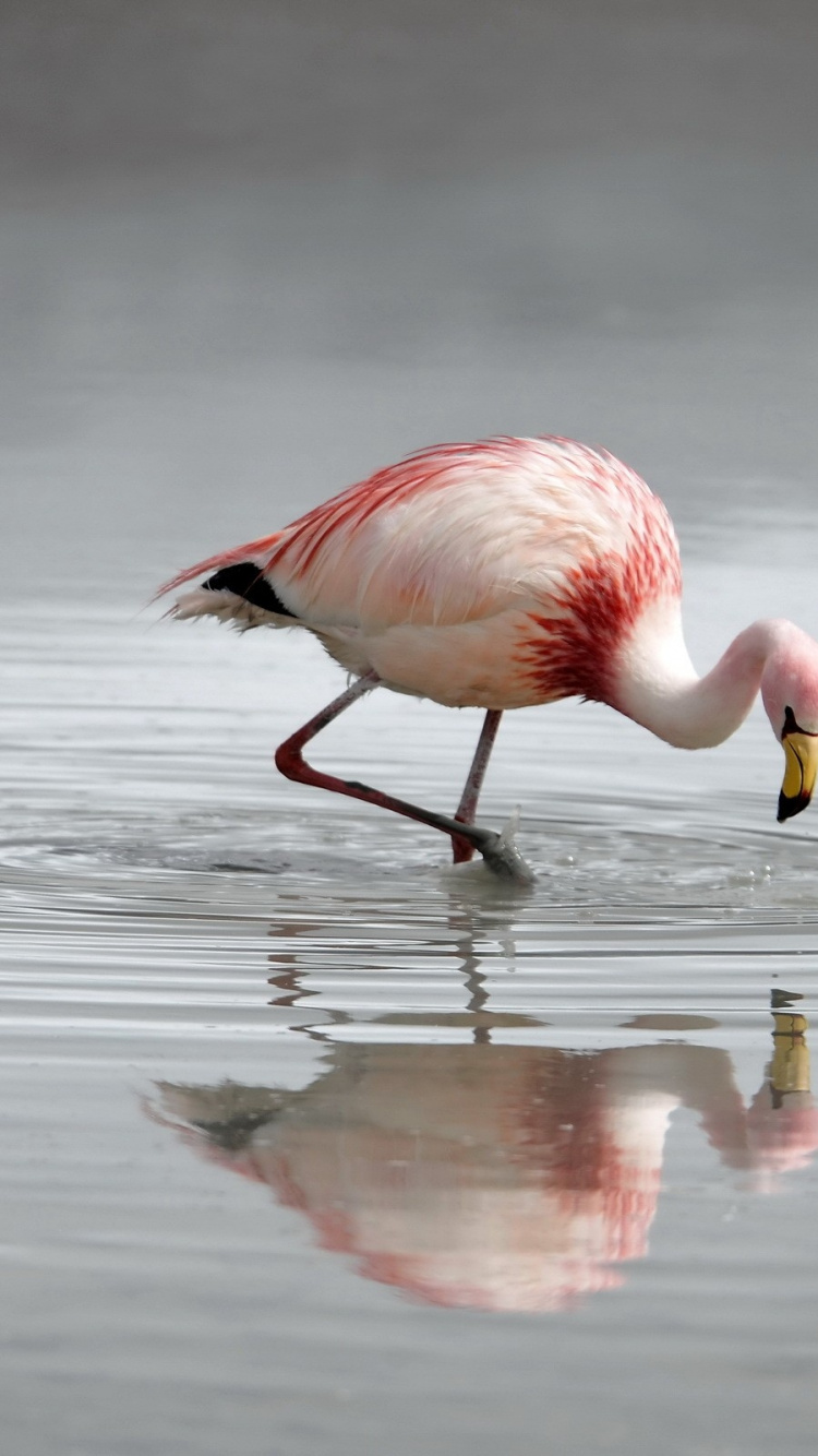 Обои фламинго, водоплавающие птицы, птица, клюв, отражение в разрешении 750x1334