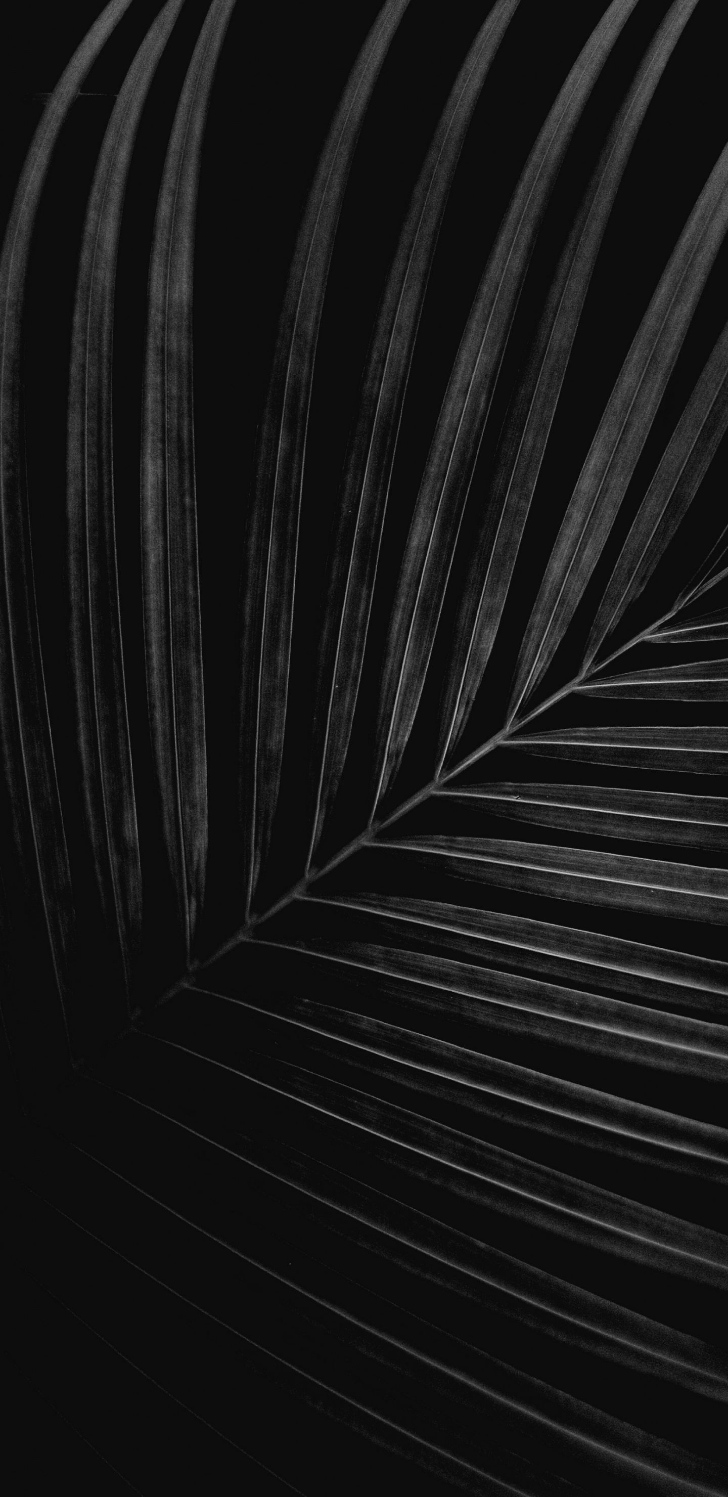 Обои черный и белый, крупный план, монохромный, автомобильные шины, древесина в разрешении 1440x2960