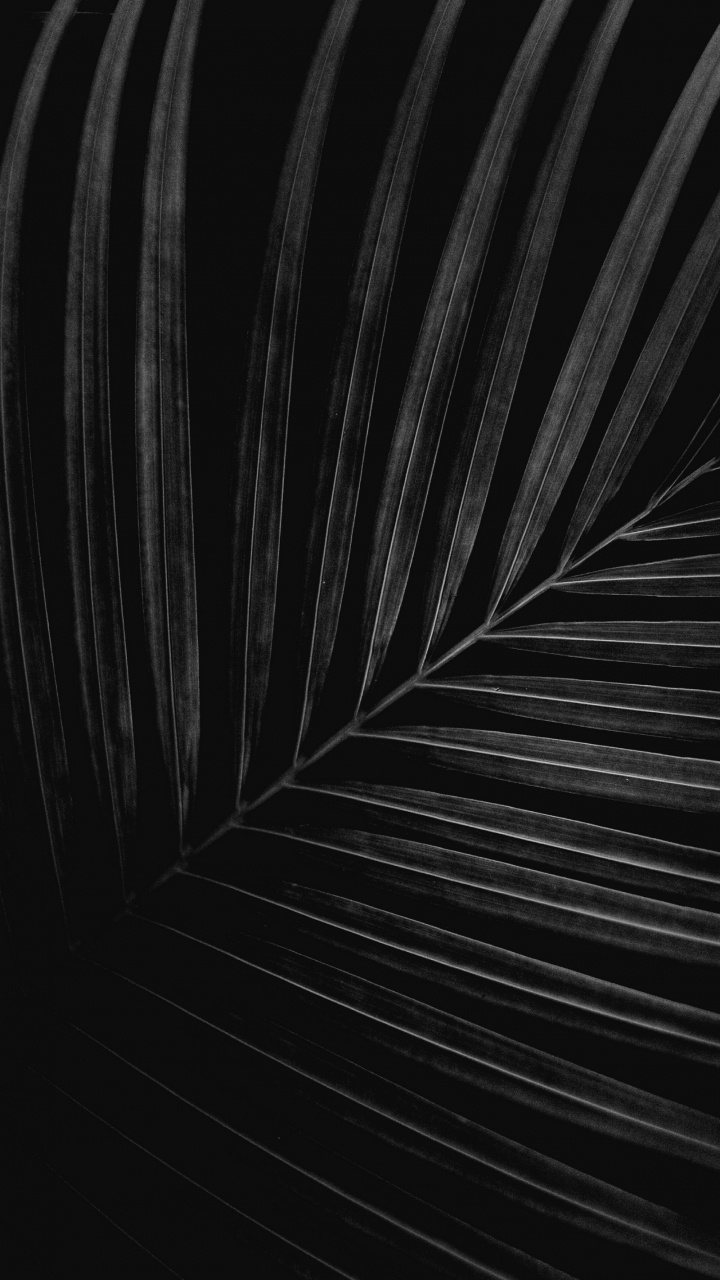 Обои черный и белый, крупный план, монохромный, автомобильные шины, древесина в разрешении 720x1280