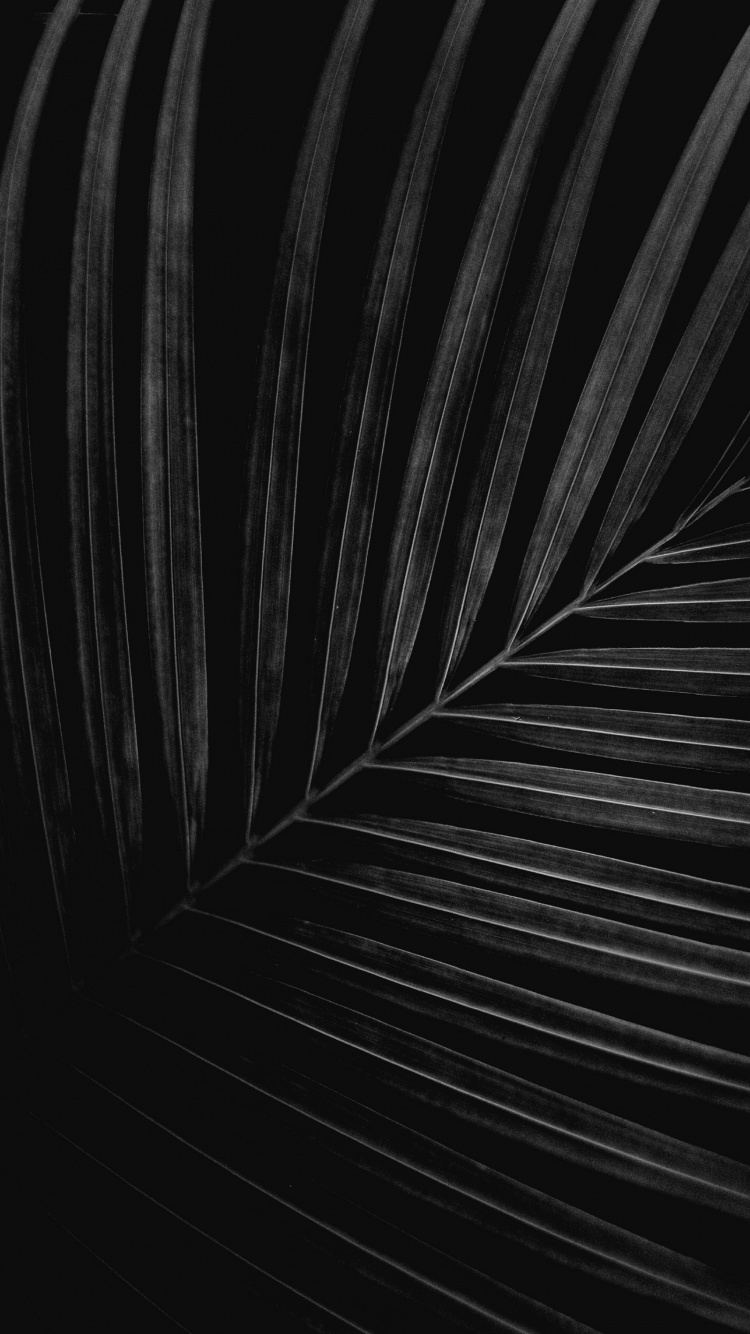 Обои черный и белый, крупный план, монохромный, автомобильные шины, древесина в разрешении 750x1334