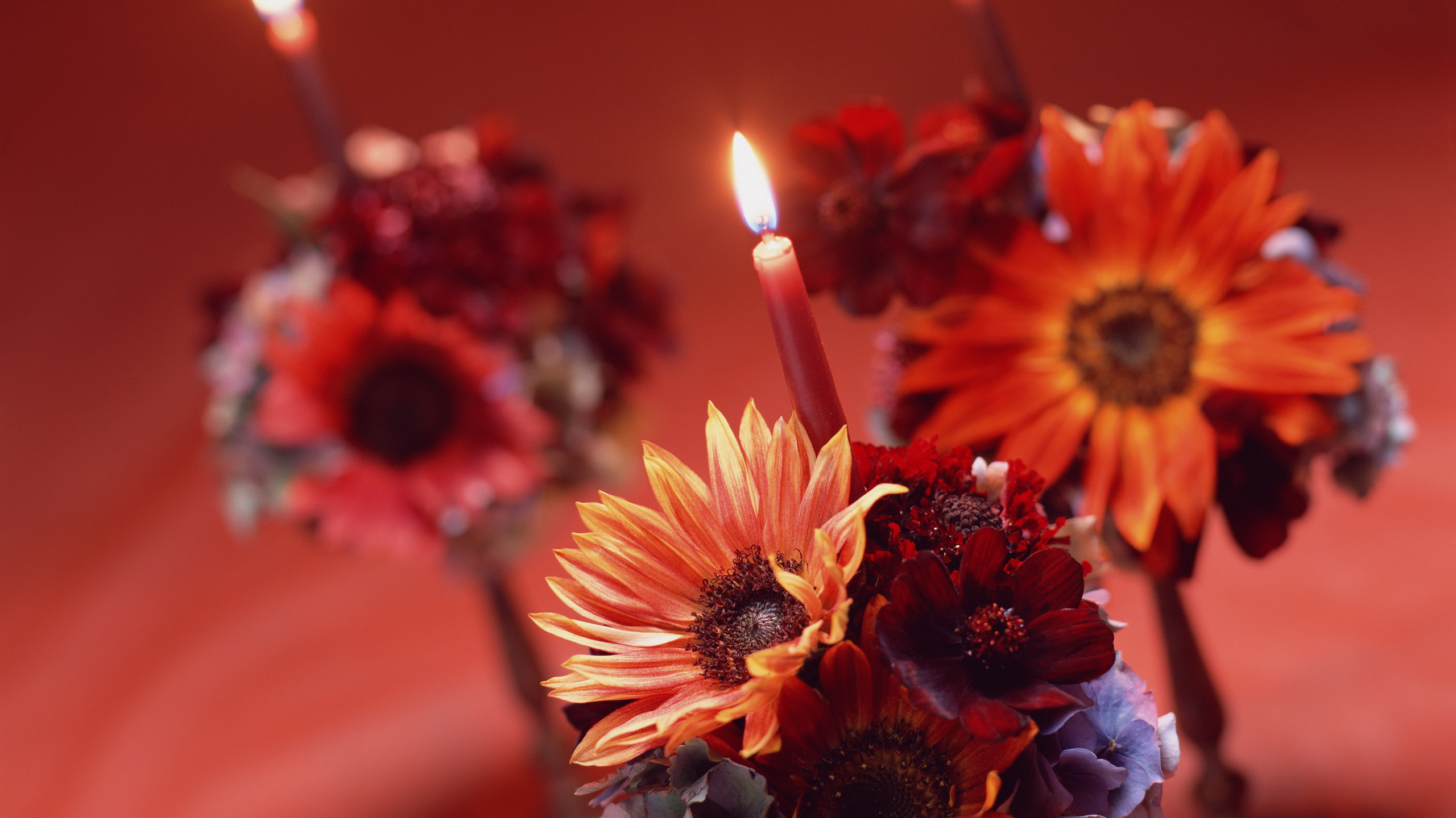 Обои свеча, цветок, Кандела, растение, лепесток в разрешении 2560x1440