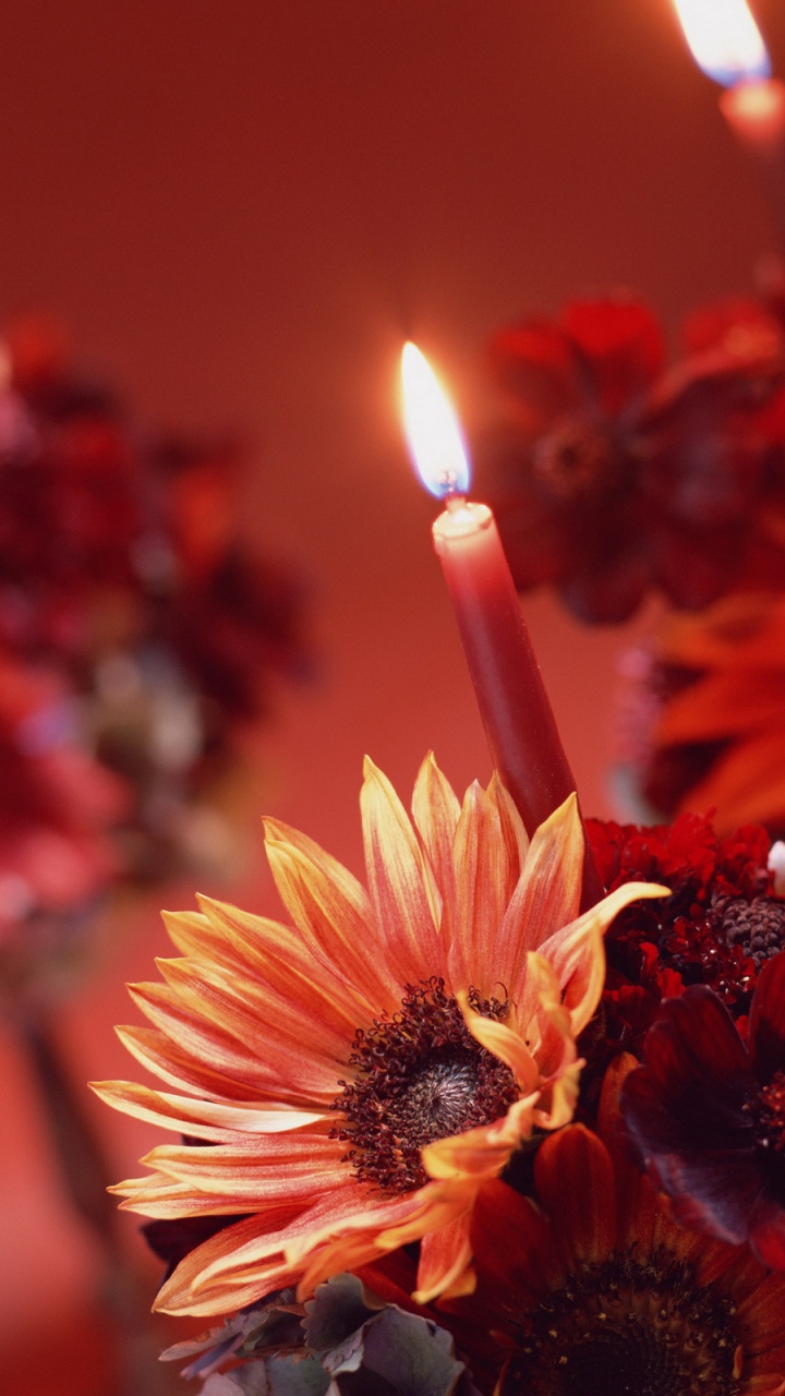 Обои свеча, цветок, Кандела, растение, лепесток в разрешении 720x1280