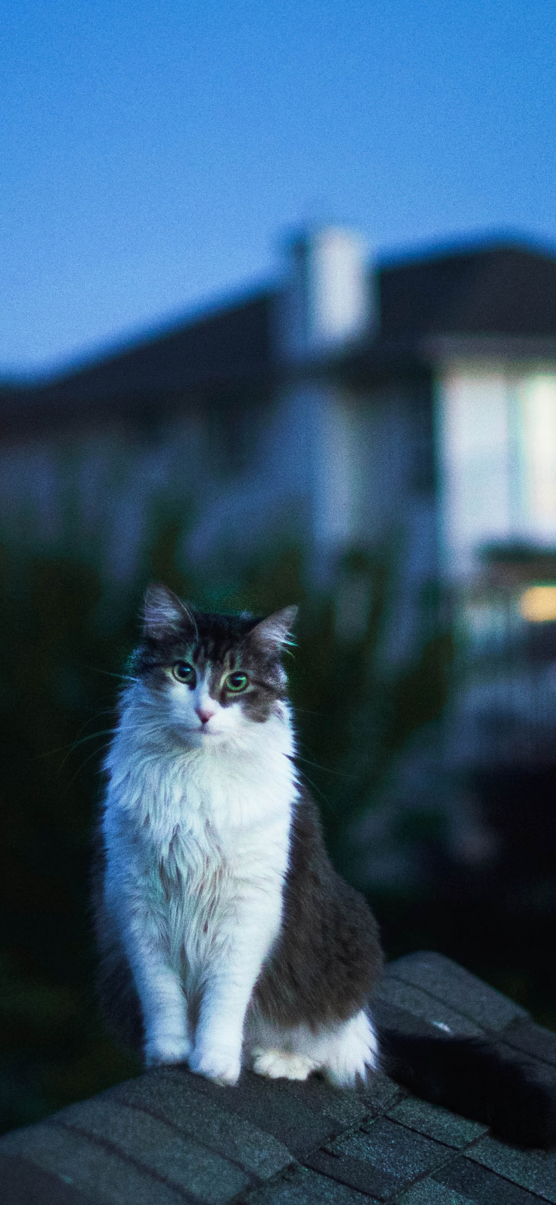 Обои кот, кошачьих, свет, Хаус, вечер в разрешении 1125x2436