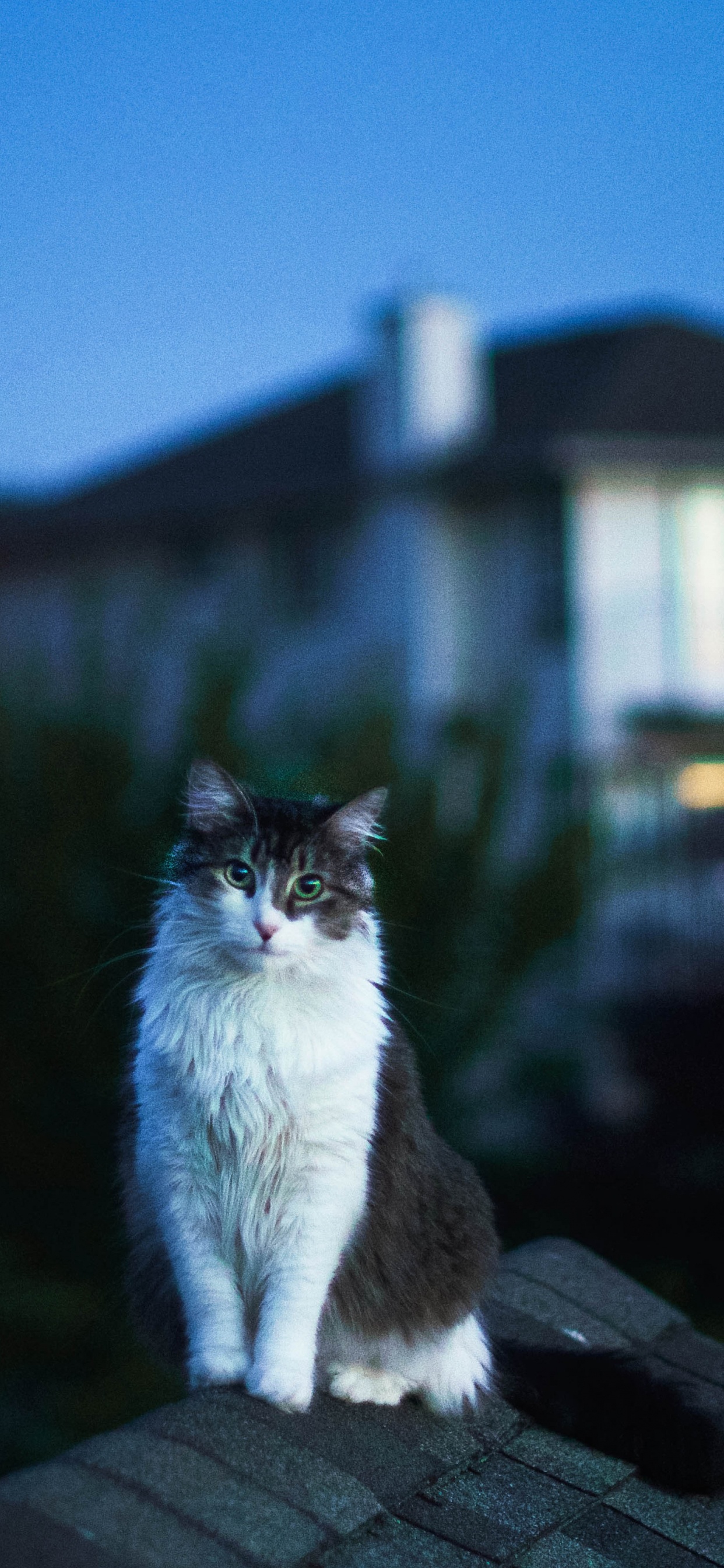 Обои кот, кошачьих, свет, Хаус, вечер в разрешении 1242x2688