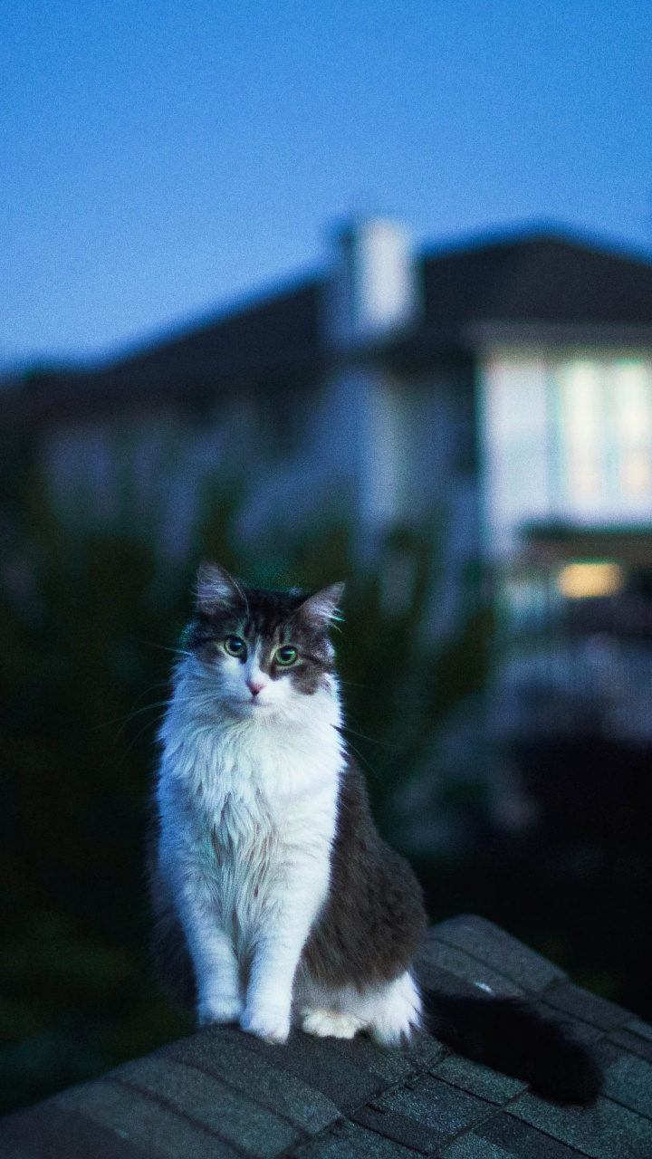 Обои кот, кошачьих, свет, Хаус, вечер в разрешении 720x1280