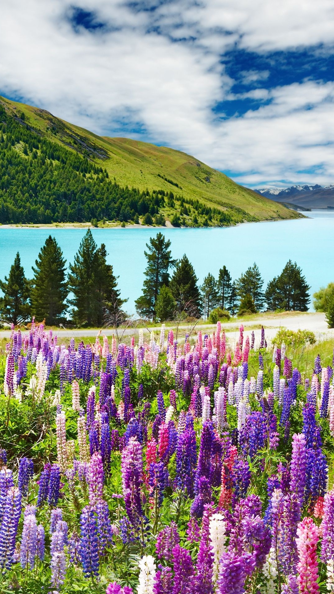 Обои озеро, цветок, Люпин, природа, дикая местность в разрешении 1080x1920