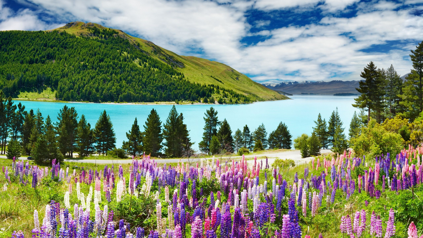 Обои озеро, цветок, Люпин, природа, дикая местность в разрешении 1366x768