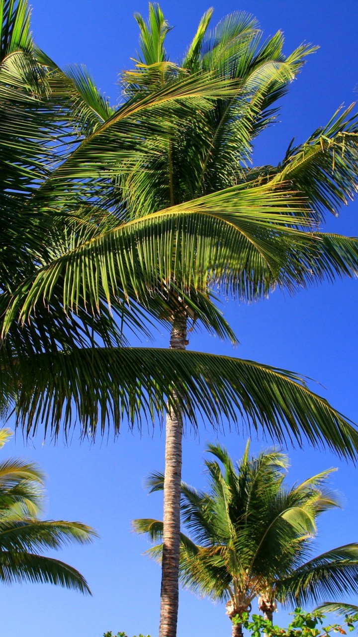 Обои пальмовые рощи, Бабассу, дерево, растительность, Пальма в разрешении 720x1280