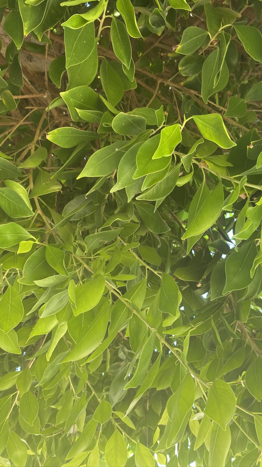 Обои лист, биология, рассада, наука, древесные растения в разрешении 1080x1920