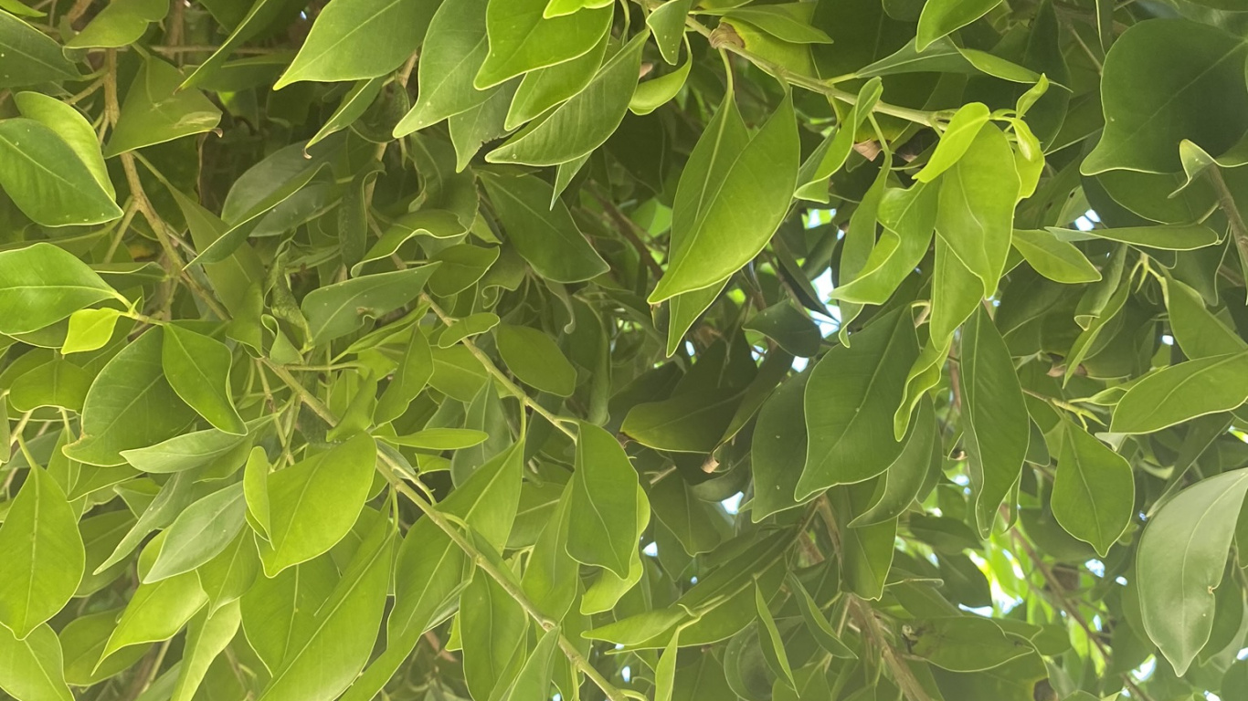 Обои лист, биология, рассада, наука, древесные растения в разрешении 1366x768